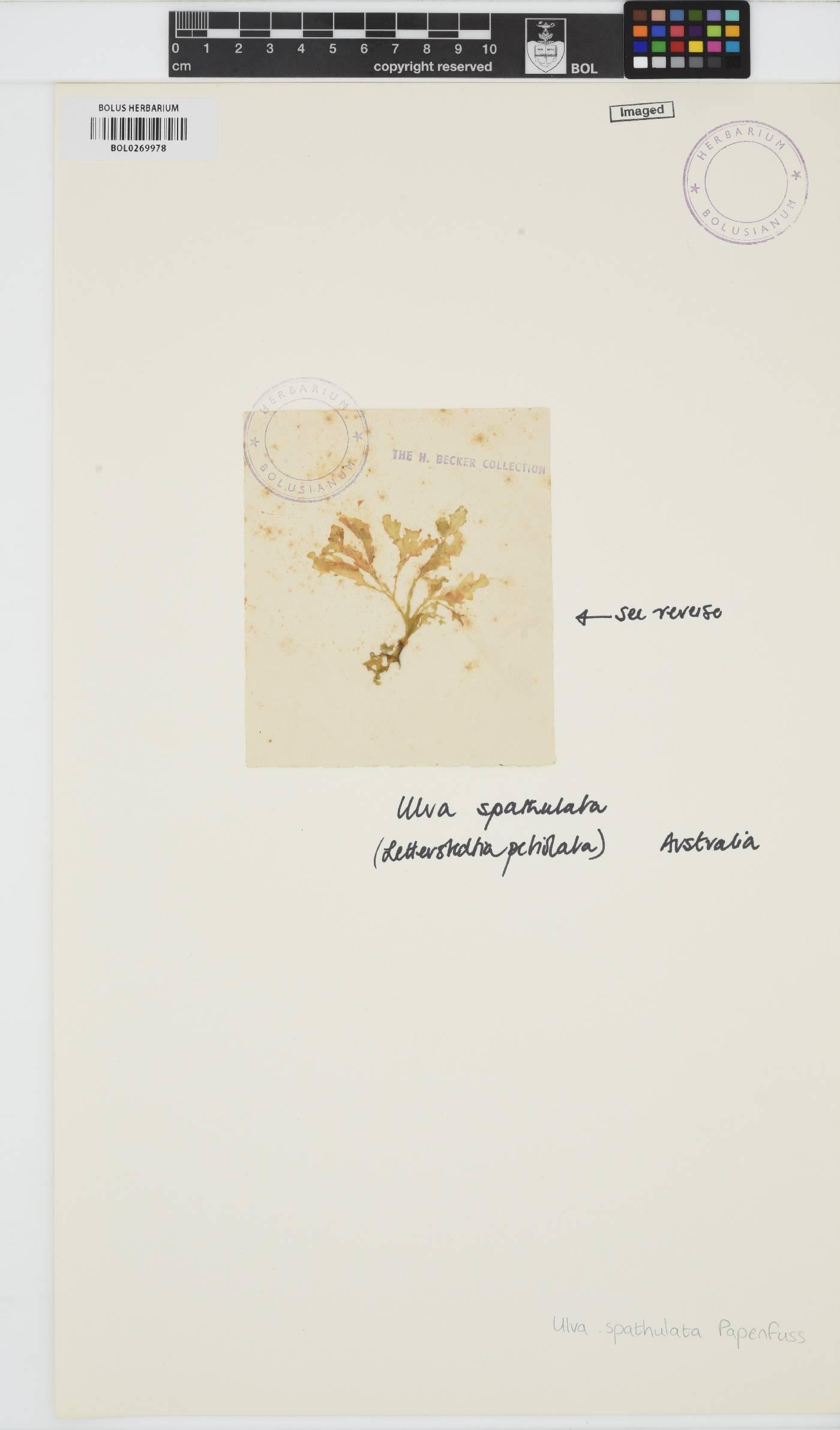 Ulva australis image
