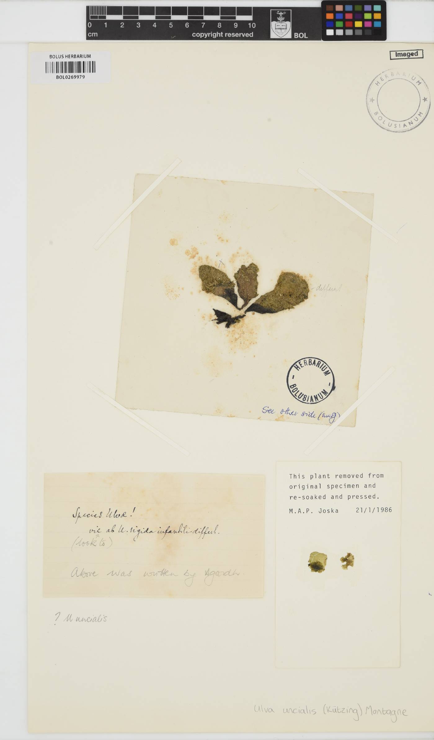 Ulva uncialis image