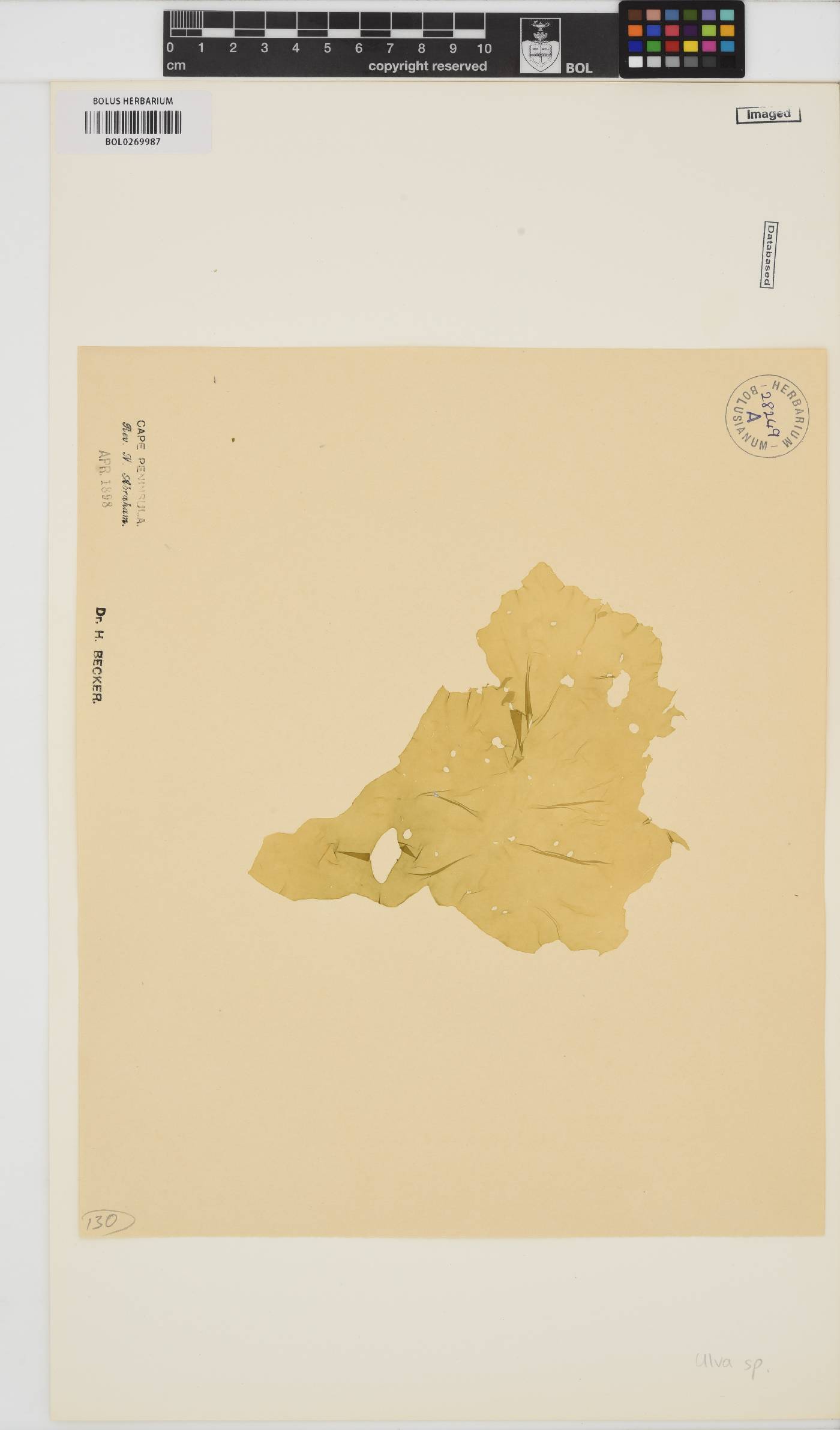 Ulva image