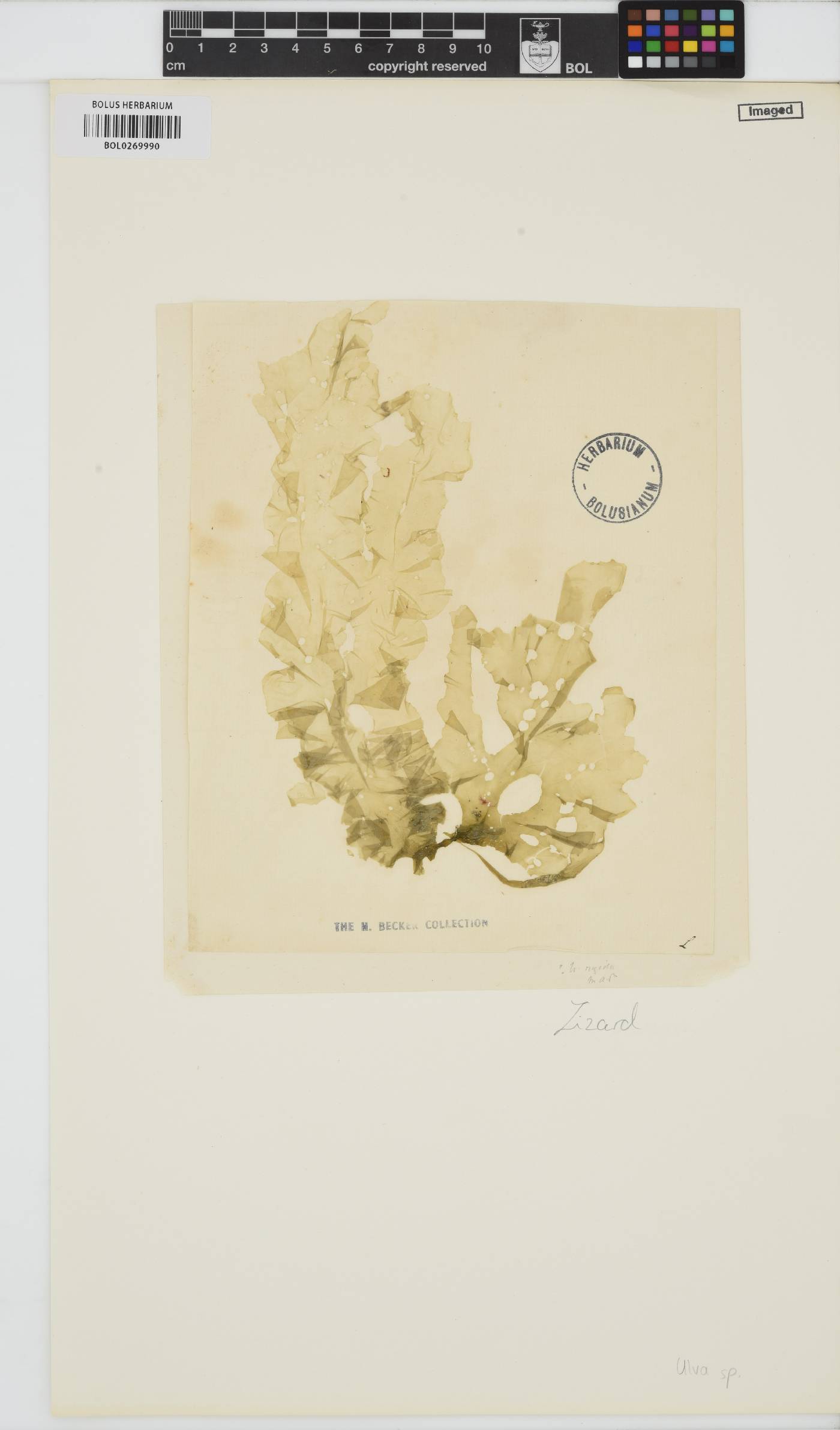 Ulva image