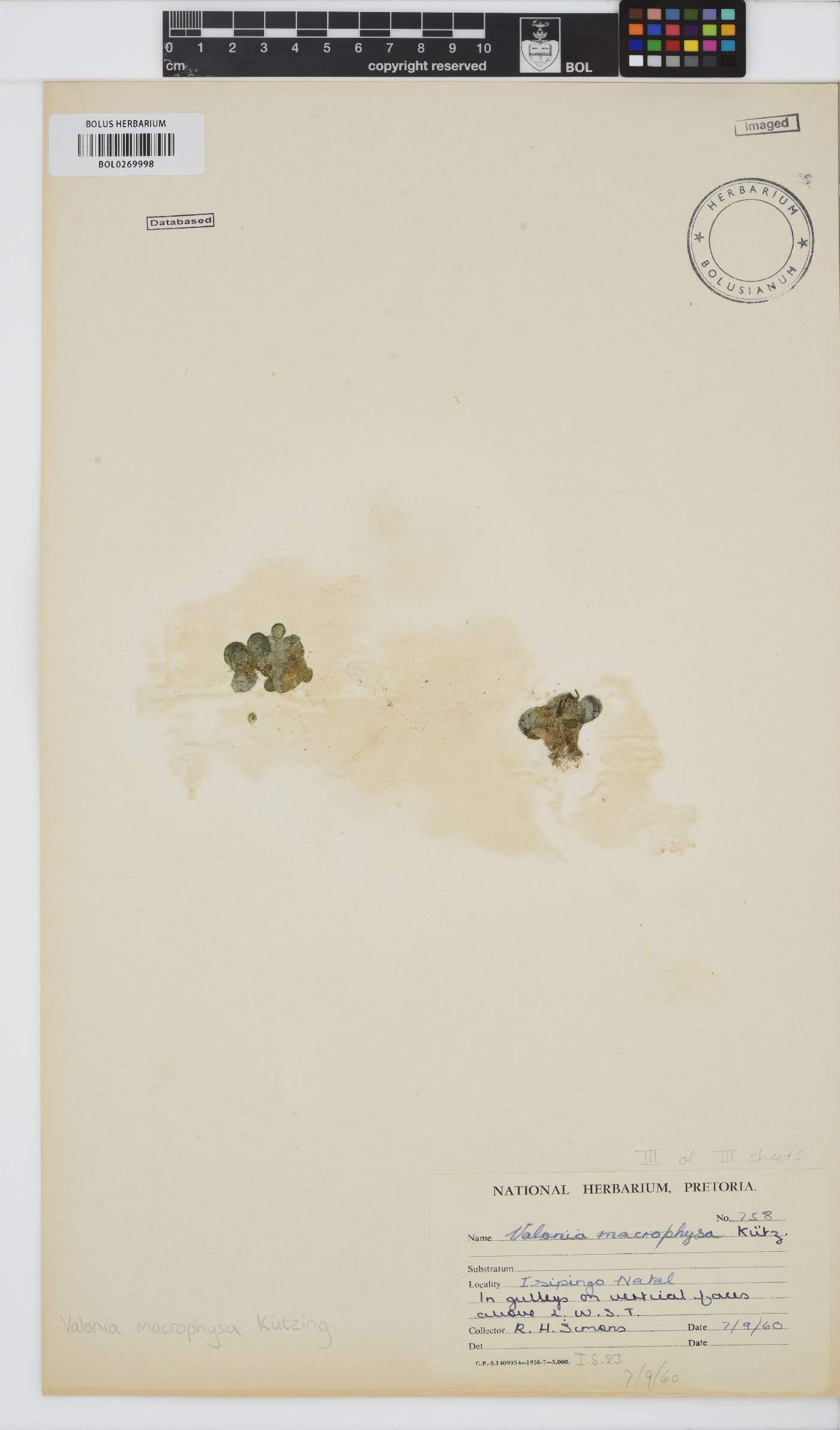Valonia macrophysa image