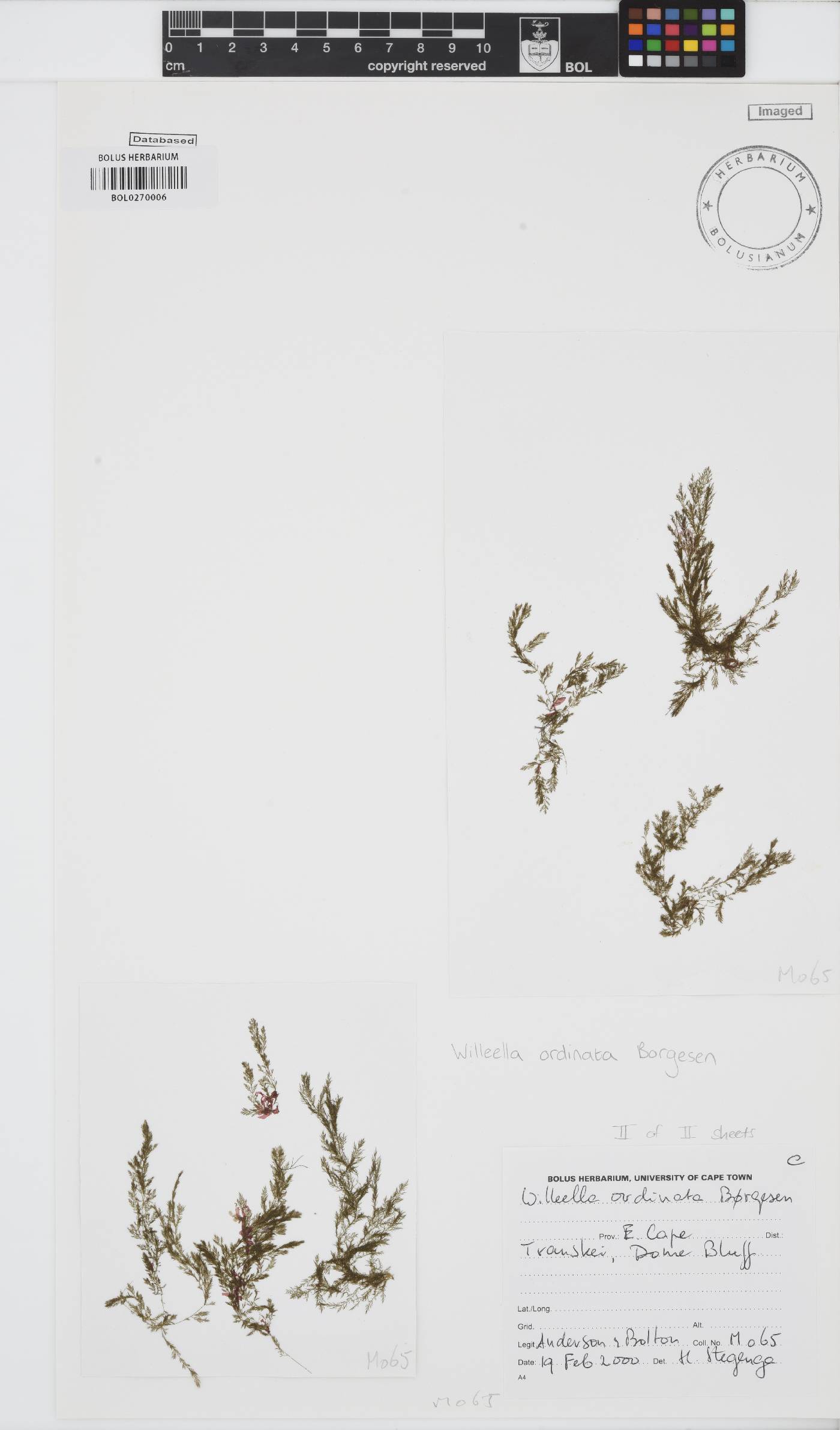 Willeella ordinata image