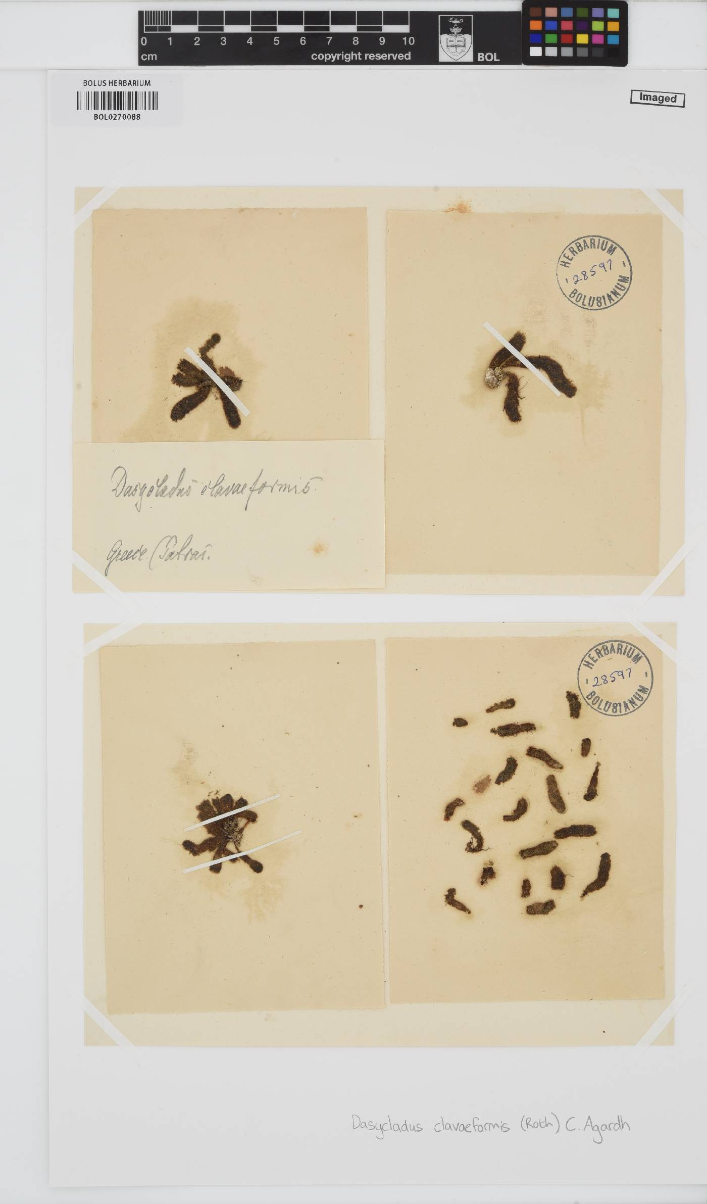 Dasycladaceae image