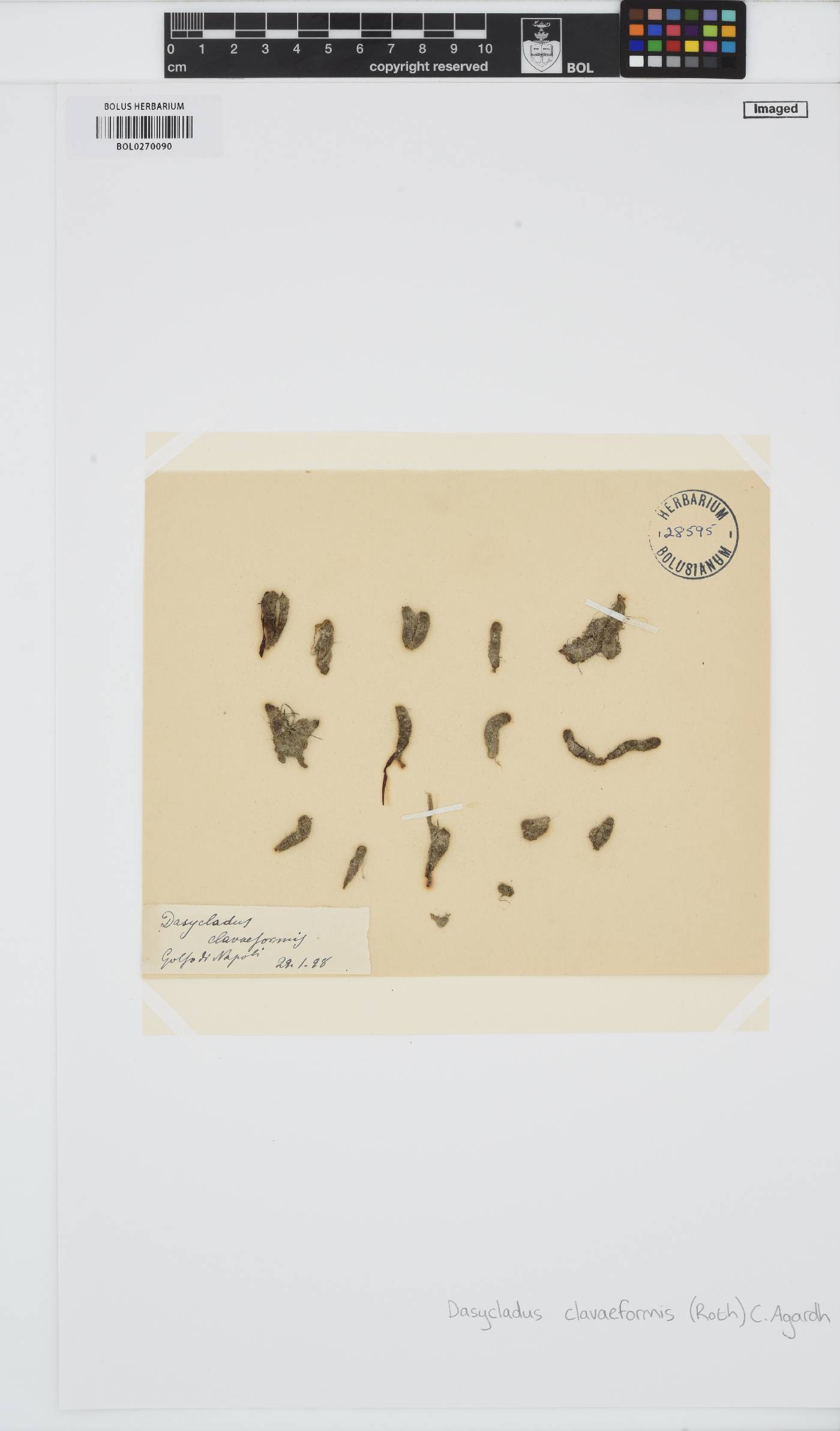 Dasycladus vermicularis image