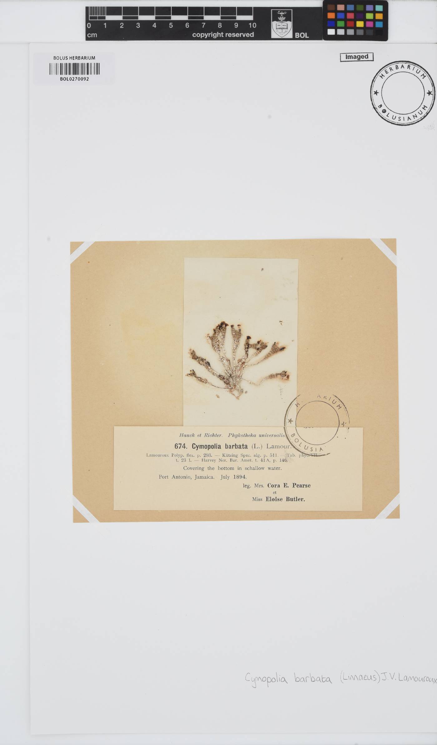 Dasycladaceae image
