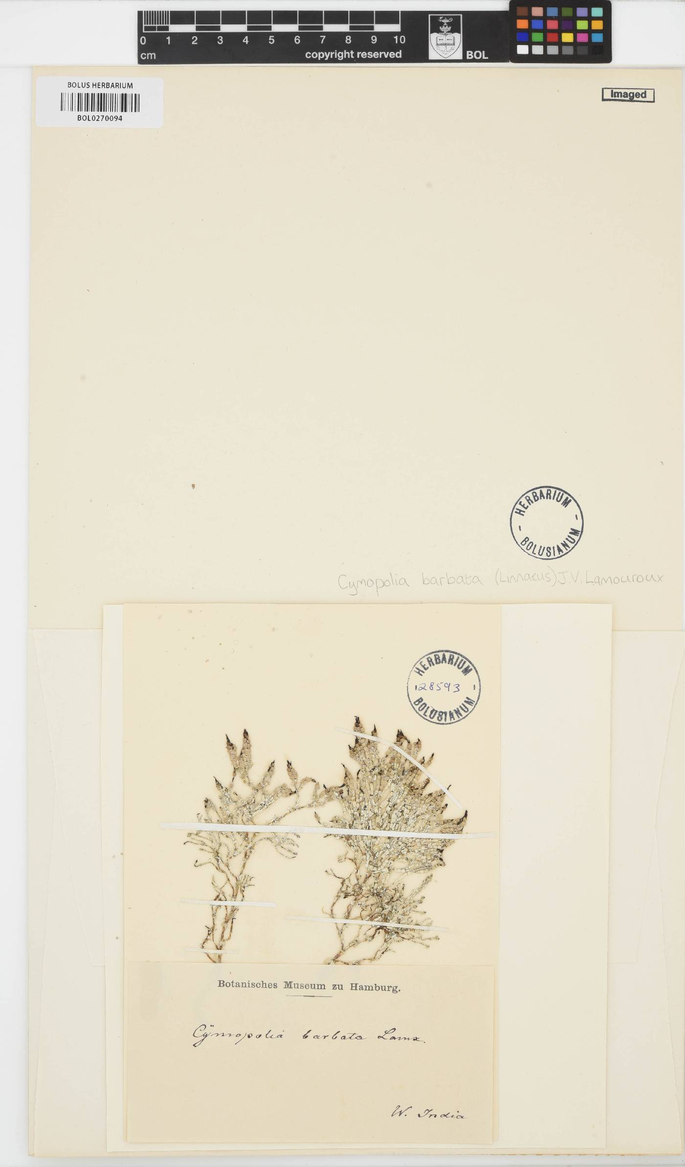 Cymopolia barbata image