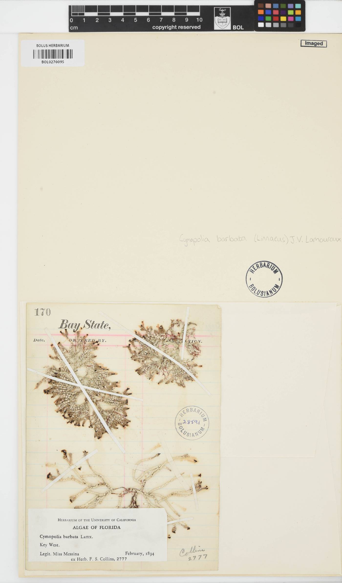 Cymopolia image