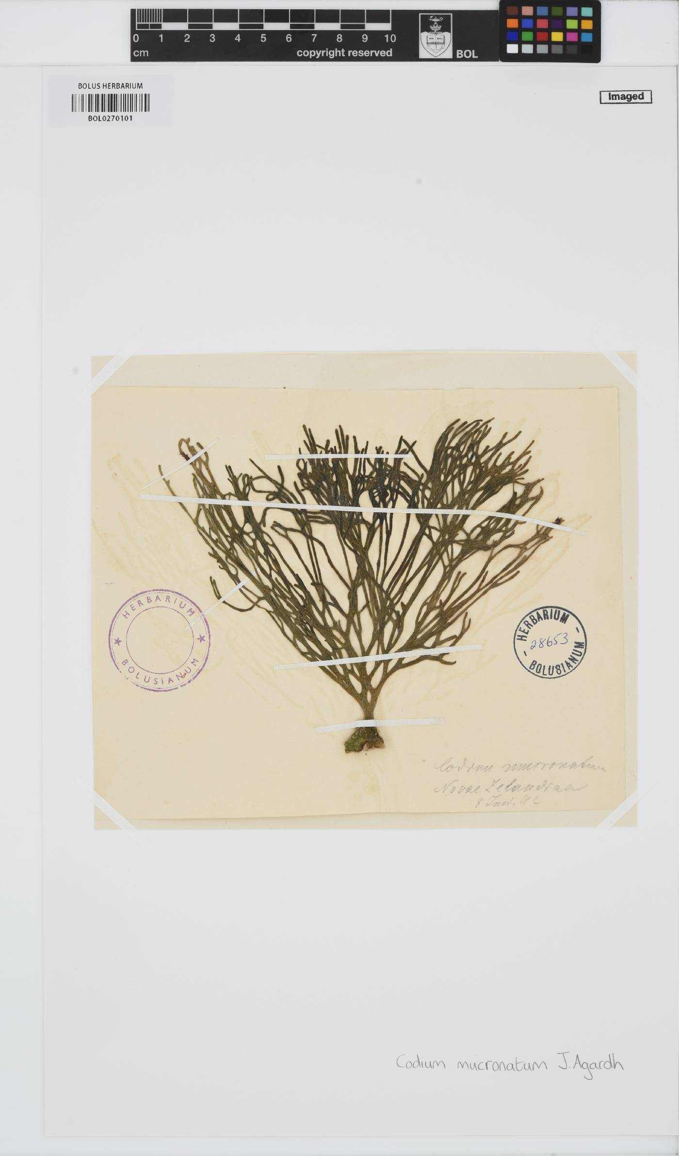 Codium fragile subsp. fragile image