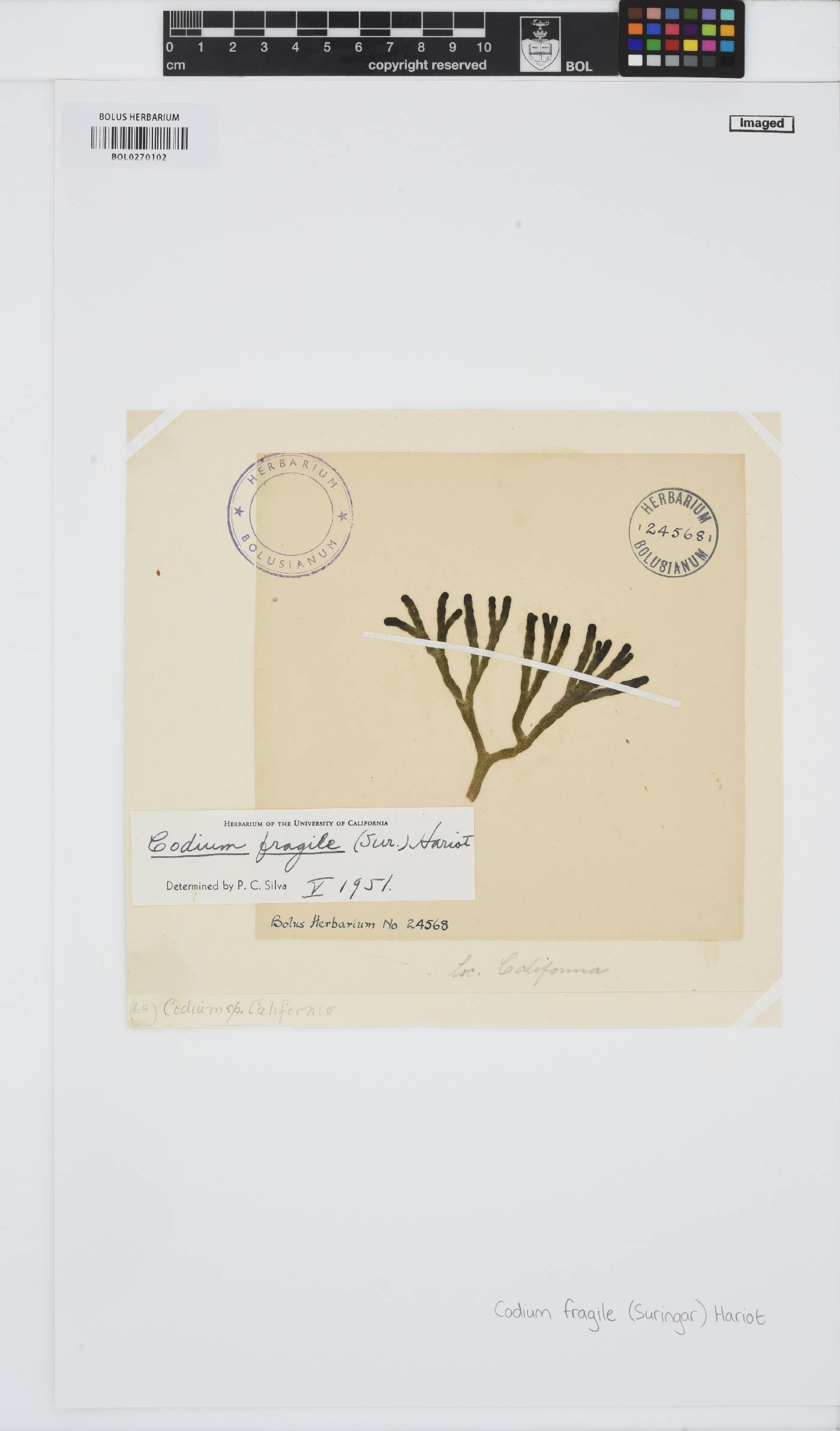Codium fragile image