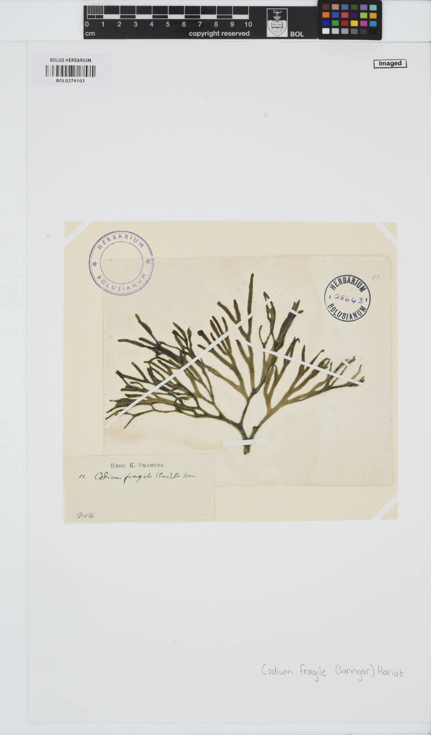 Codium image