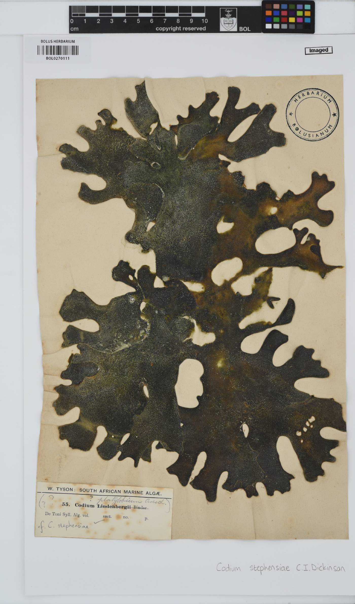 Codium stephensiae image