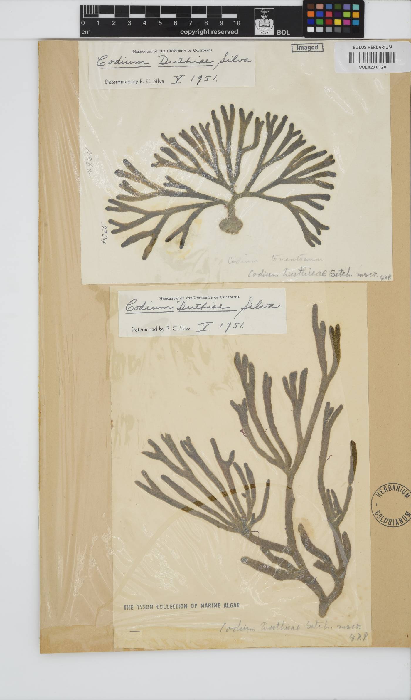Codium duthieae image