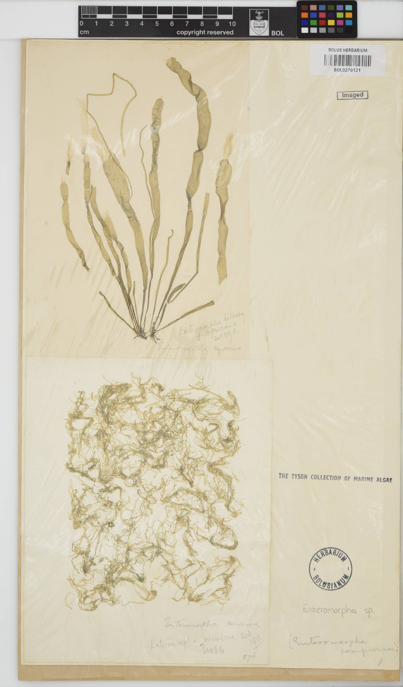 Enteromorpha image