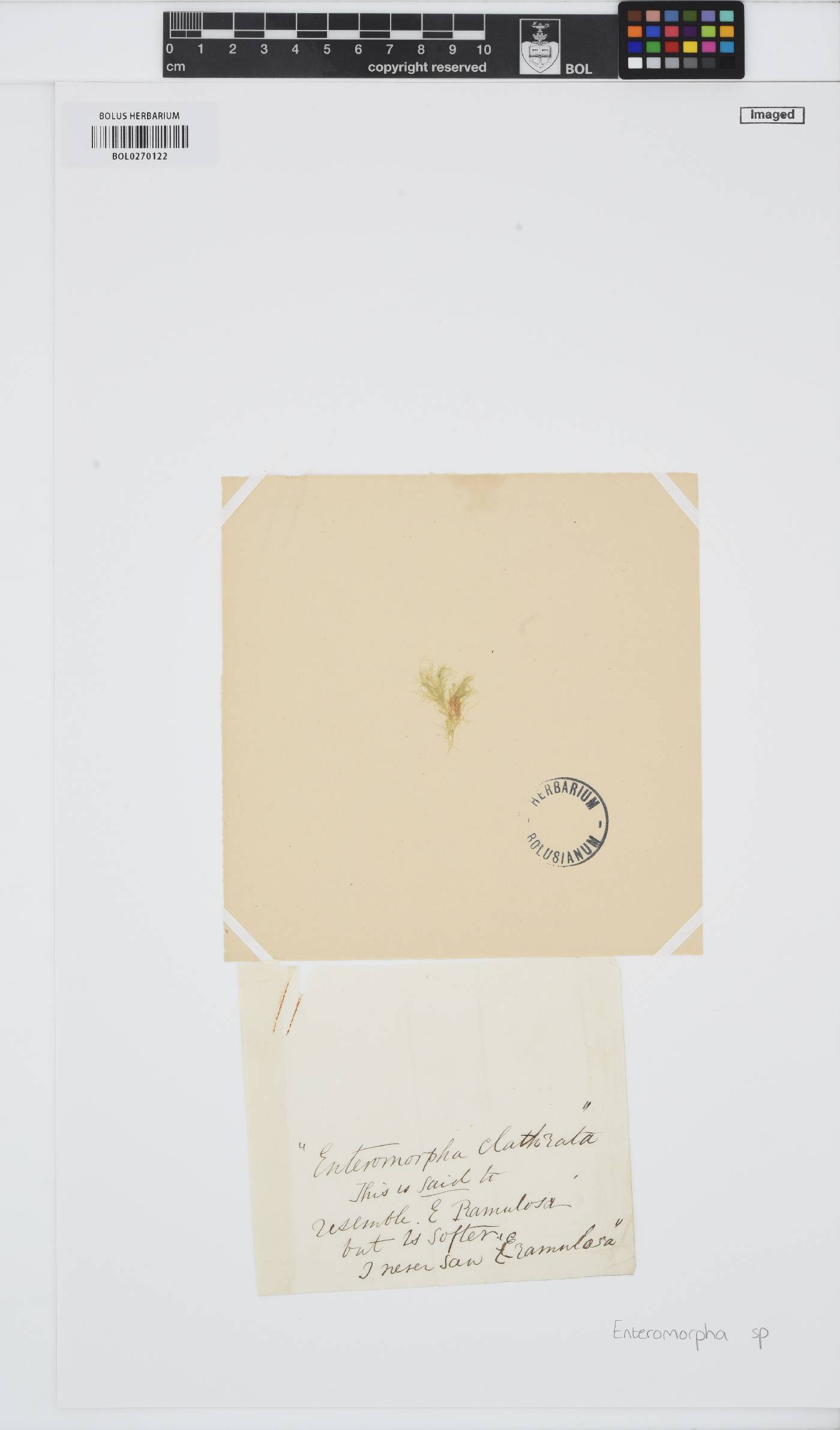 Enteromorpha image