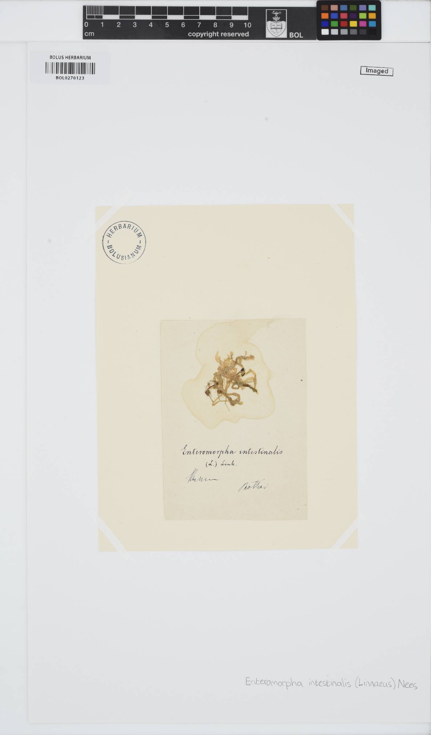 Ulva intestinalis image