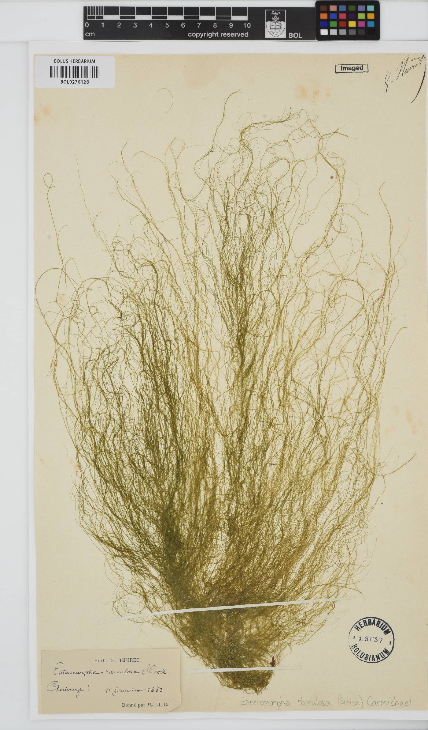 Ulva clathrata image