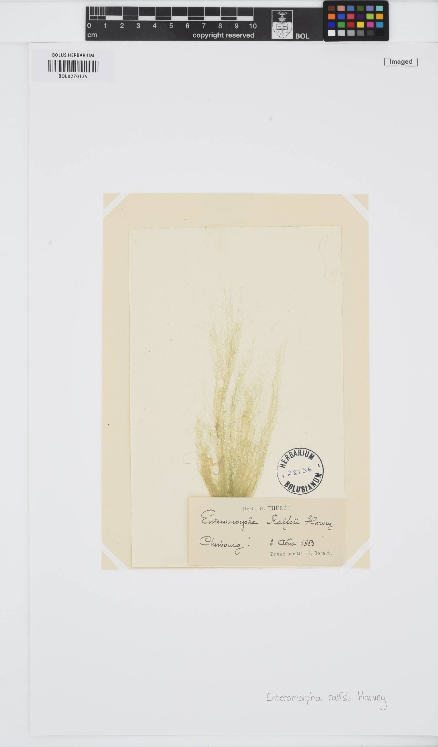 Ulva ralfsii image