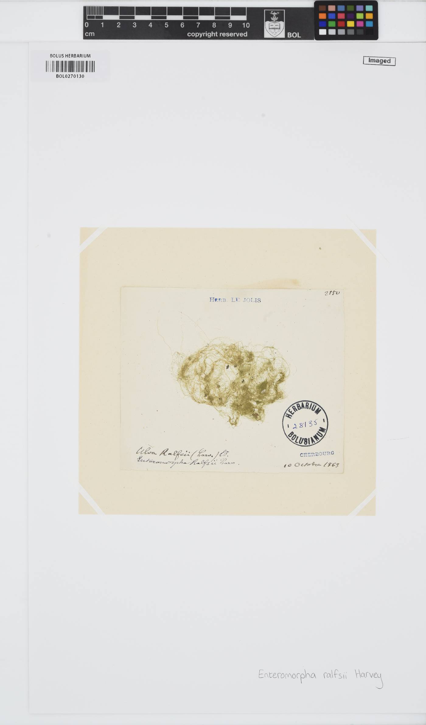 Ulva ralfsii image