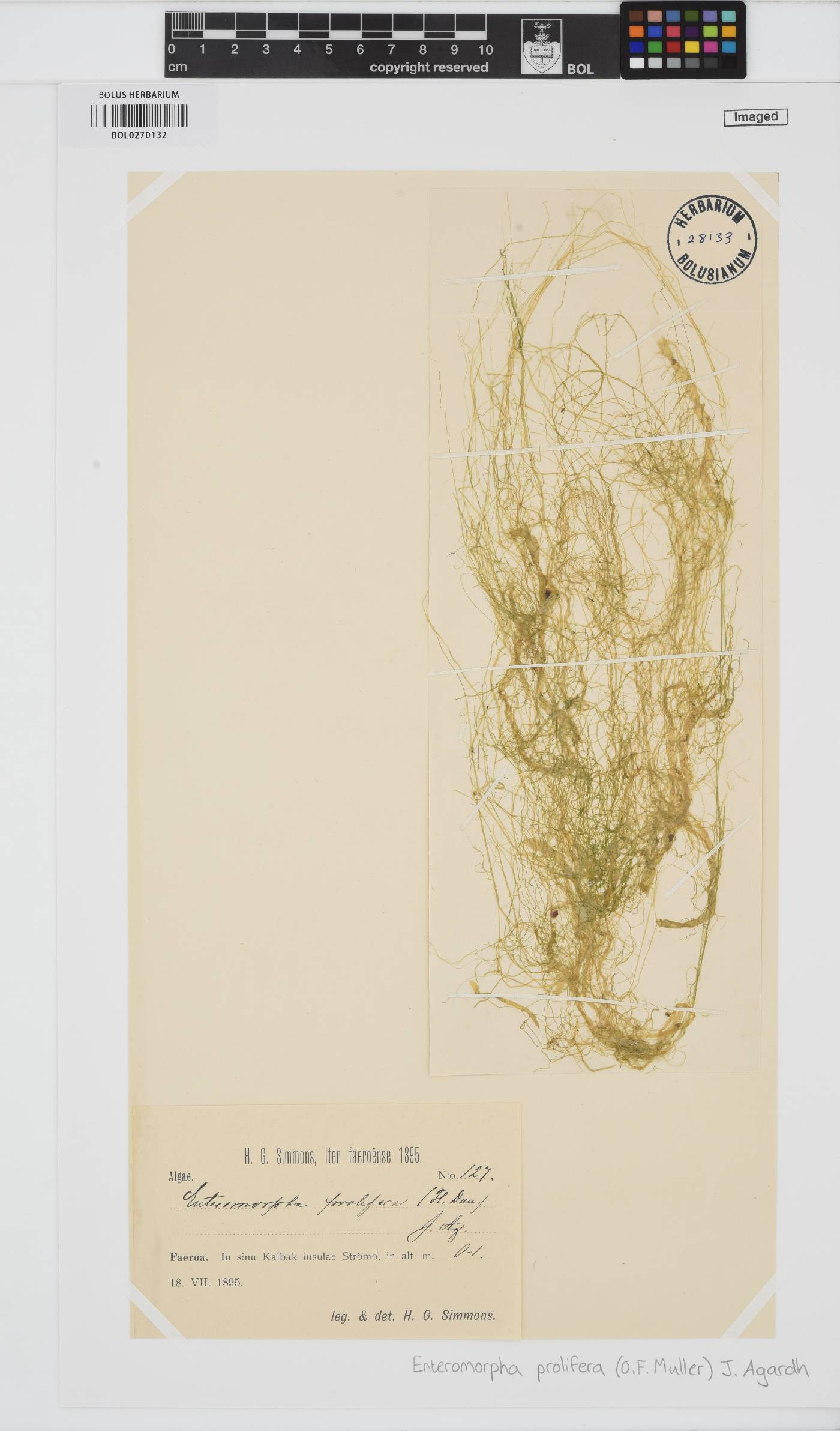 Ulva prolifera image