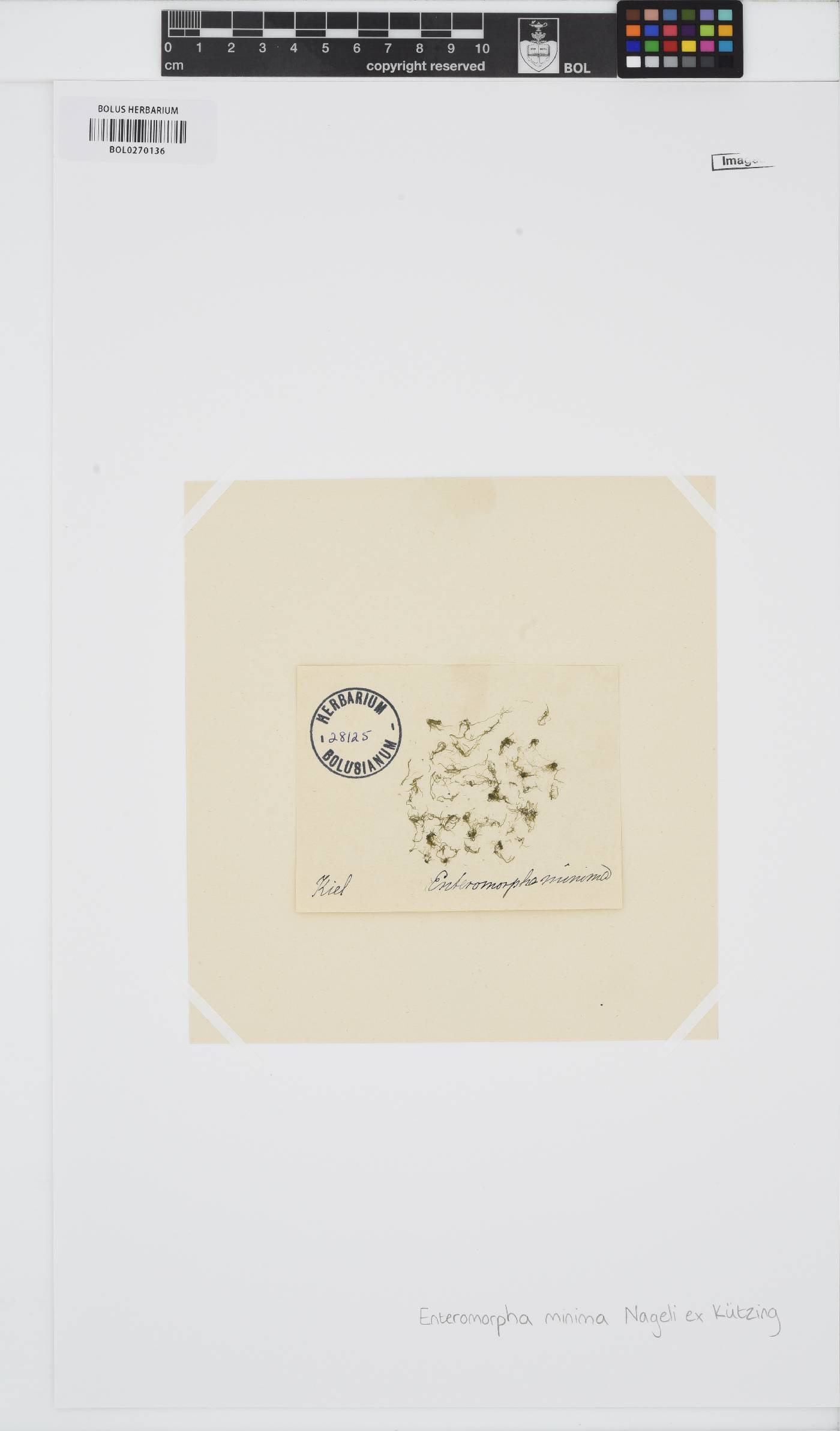 Blidingia minima image