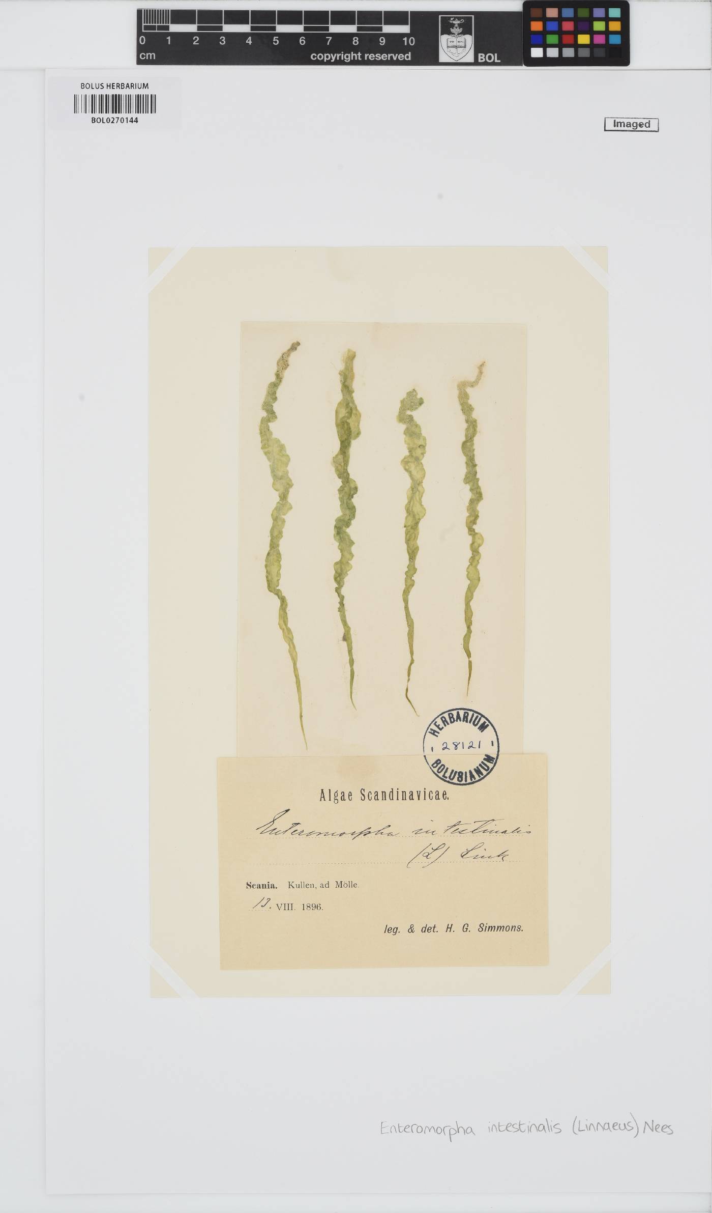Ulva intestinalis image