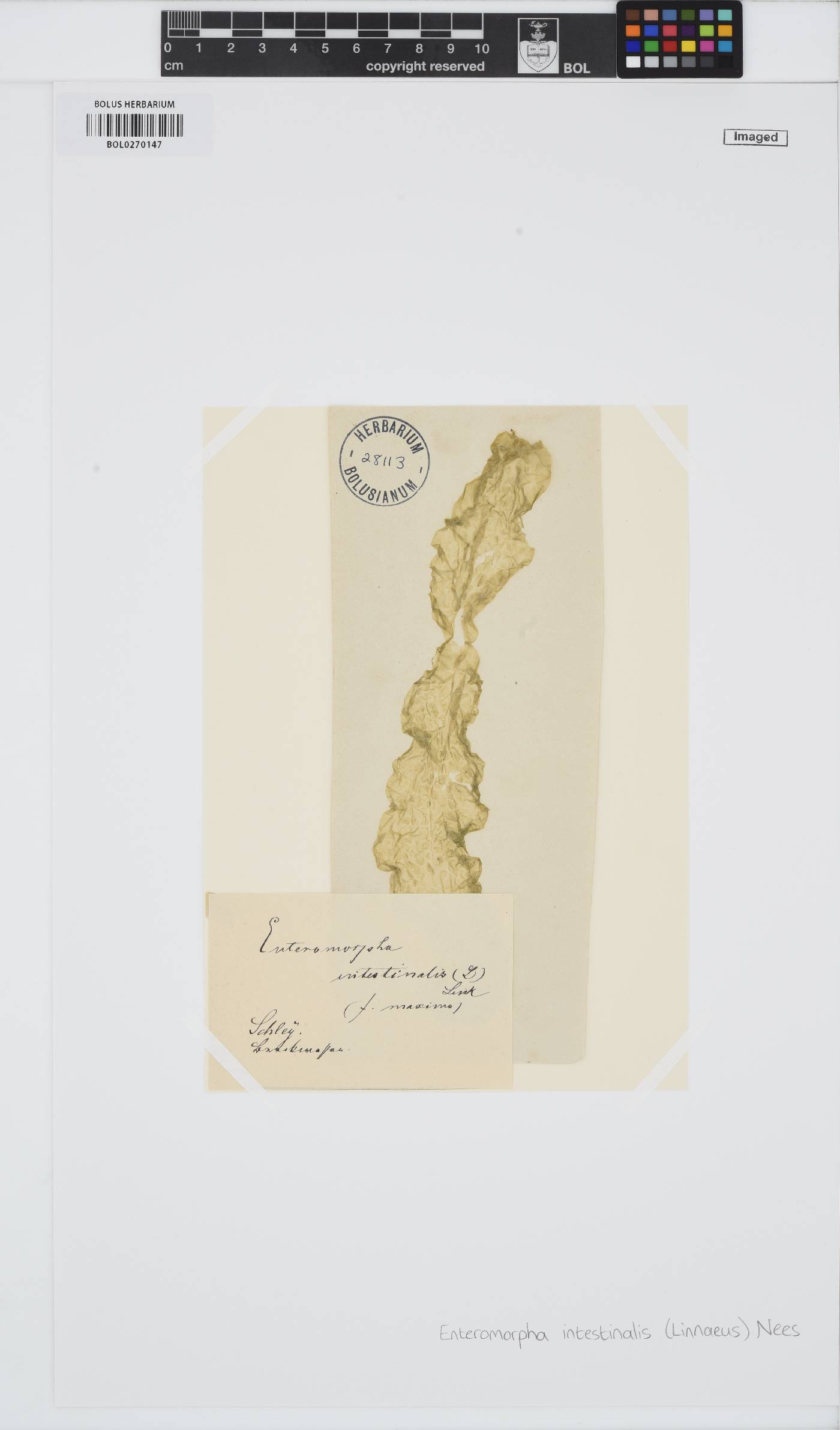 Ulva intestinalis image
