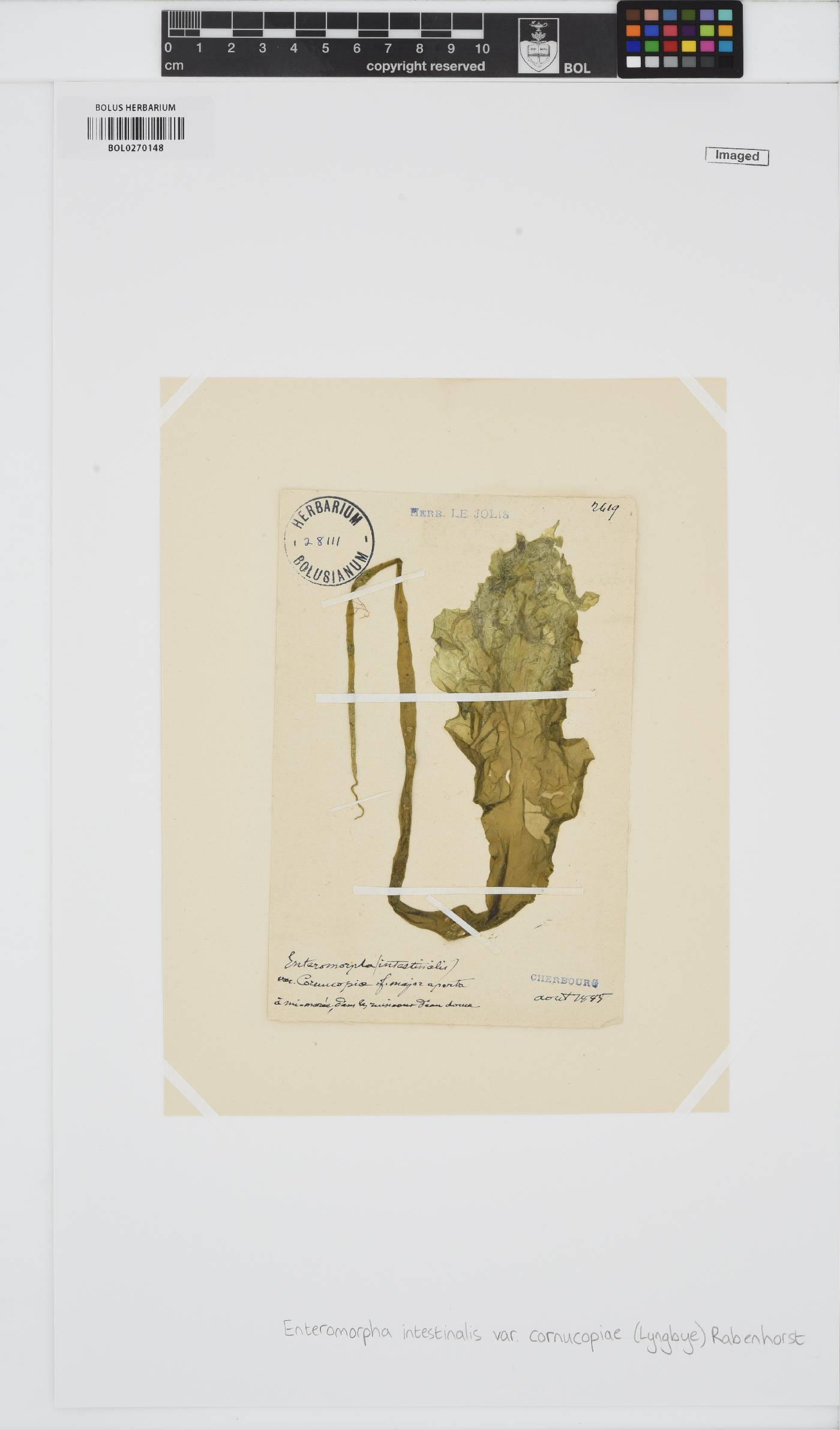 Ulva intestinalis image