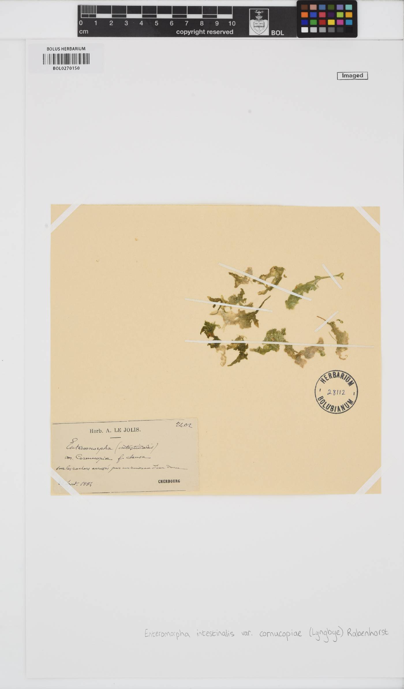 Ulva intestinalis f. cornucopiae image