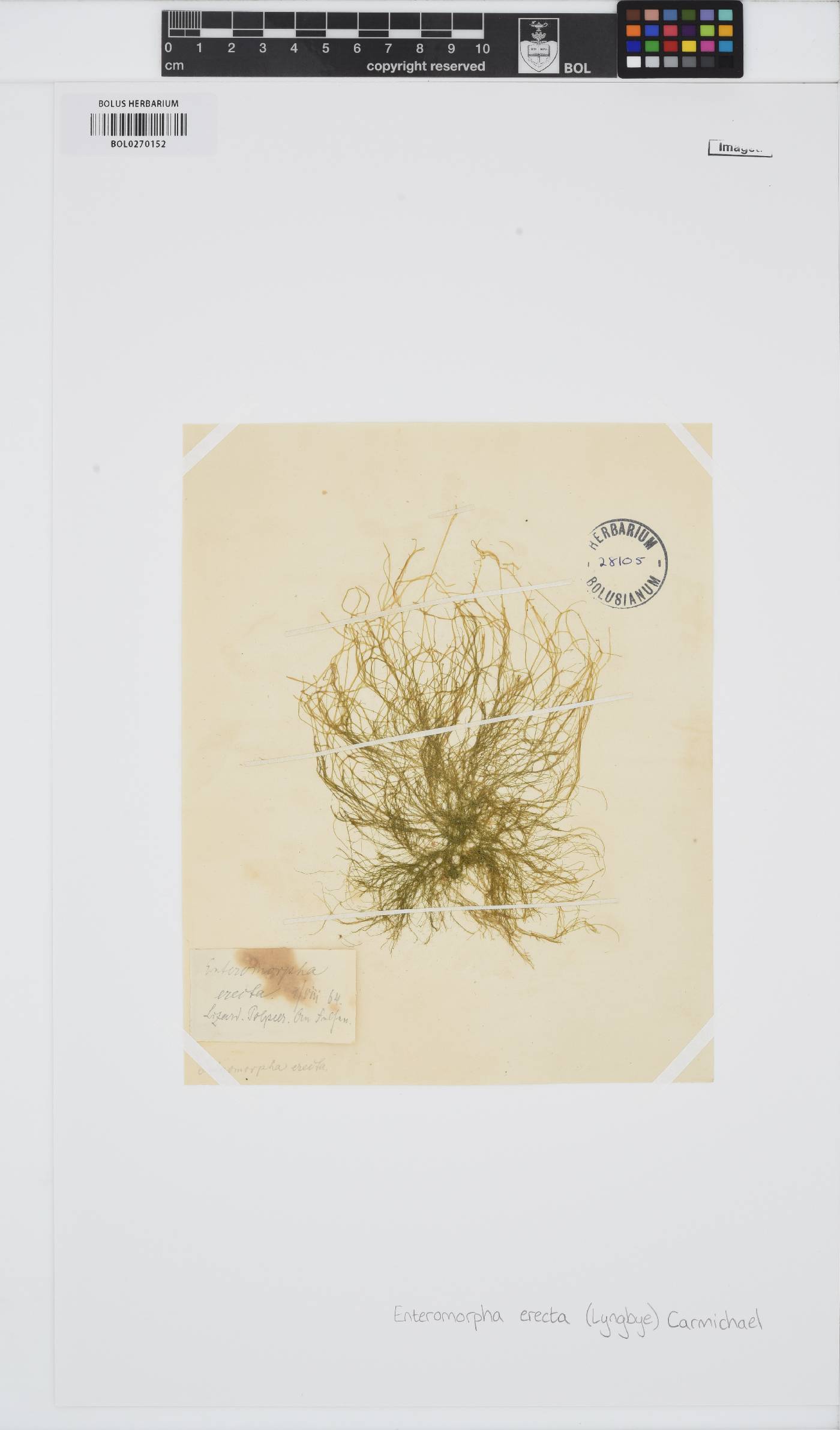 Ulva paradoxa image
