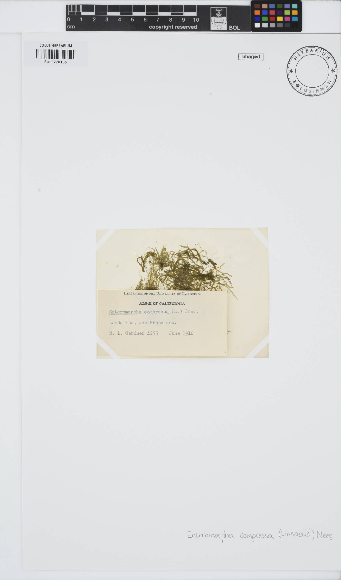 Ulva compressa image