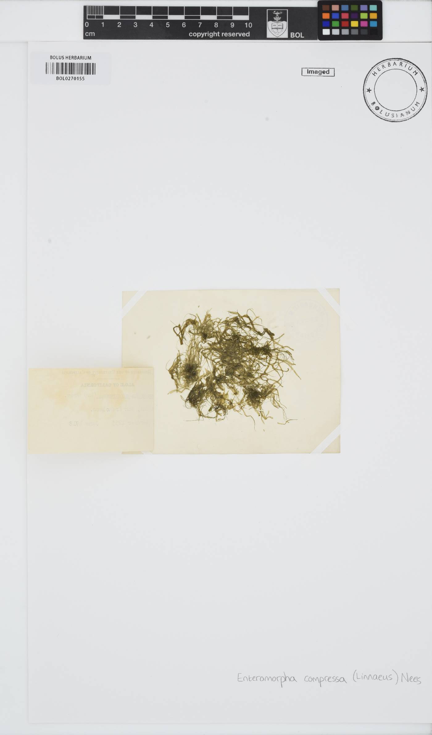 Ulva compressa image