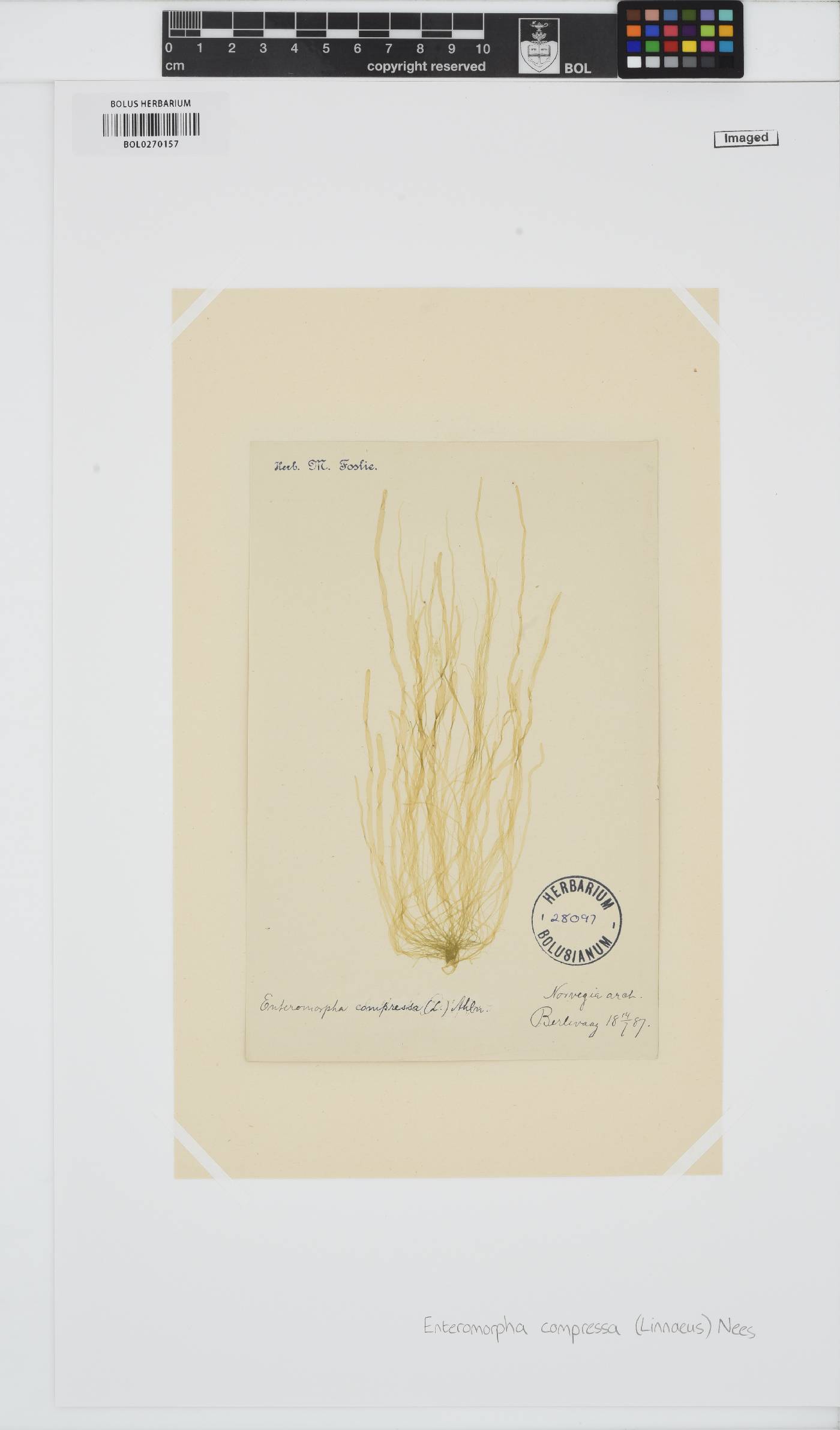 Ulva compressa image