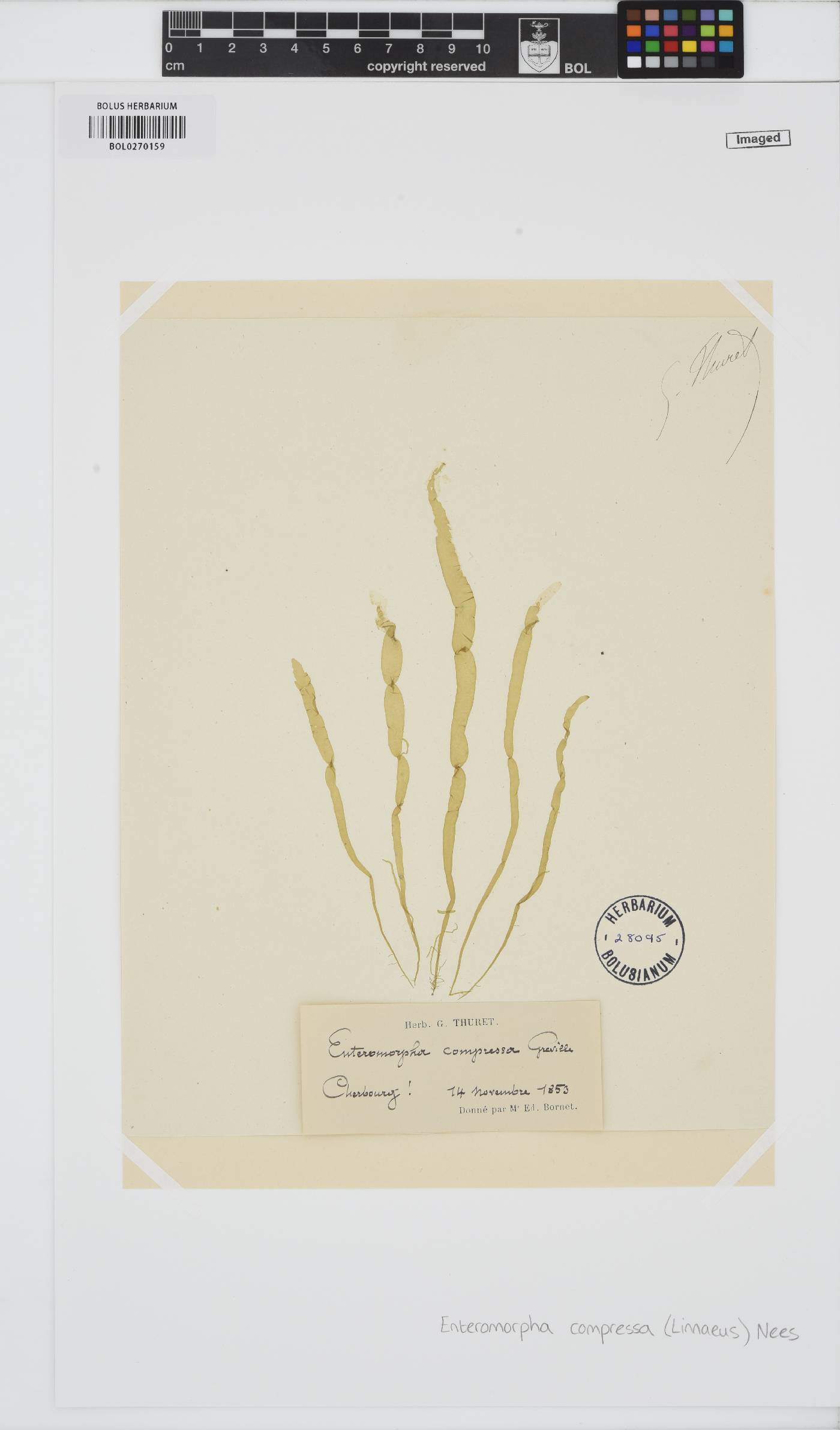 Ulva compressa image