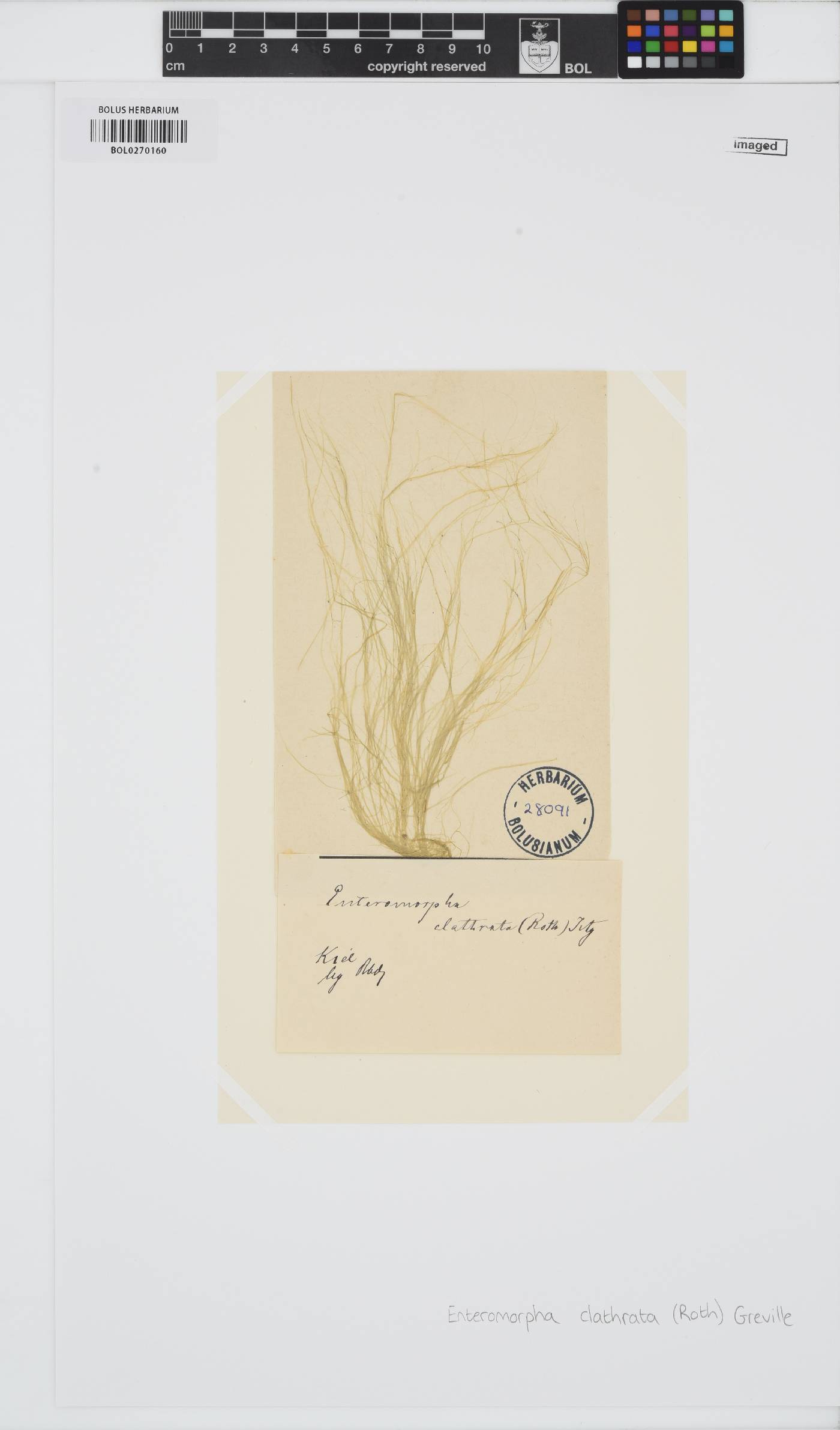 Ulva clathrata image