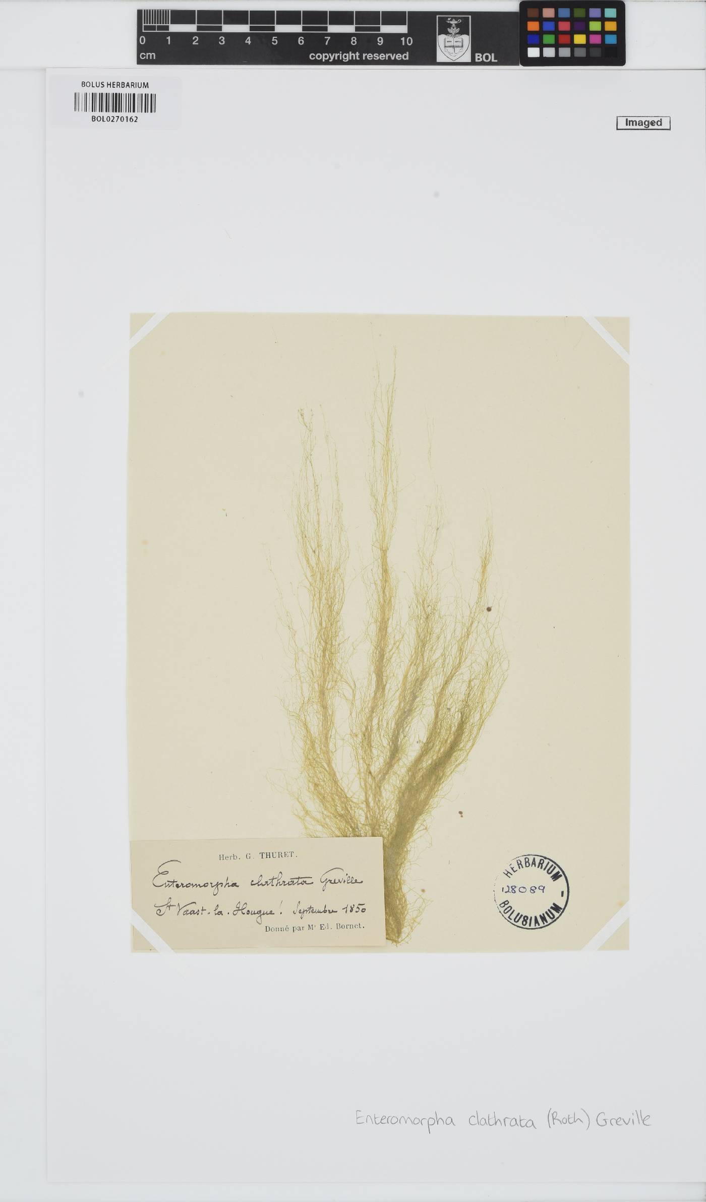 Ulva clathrata image