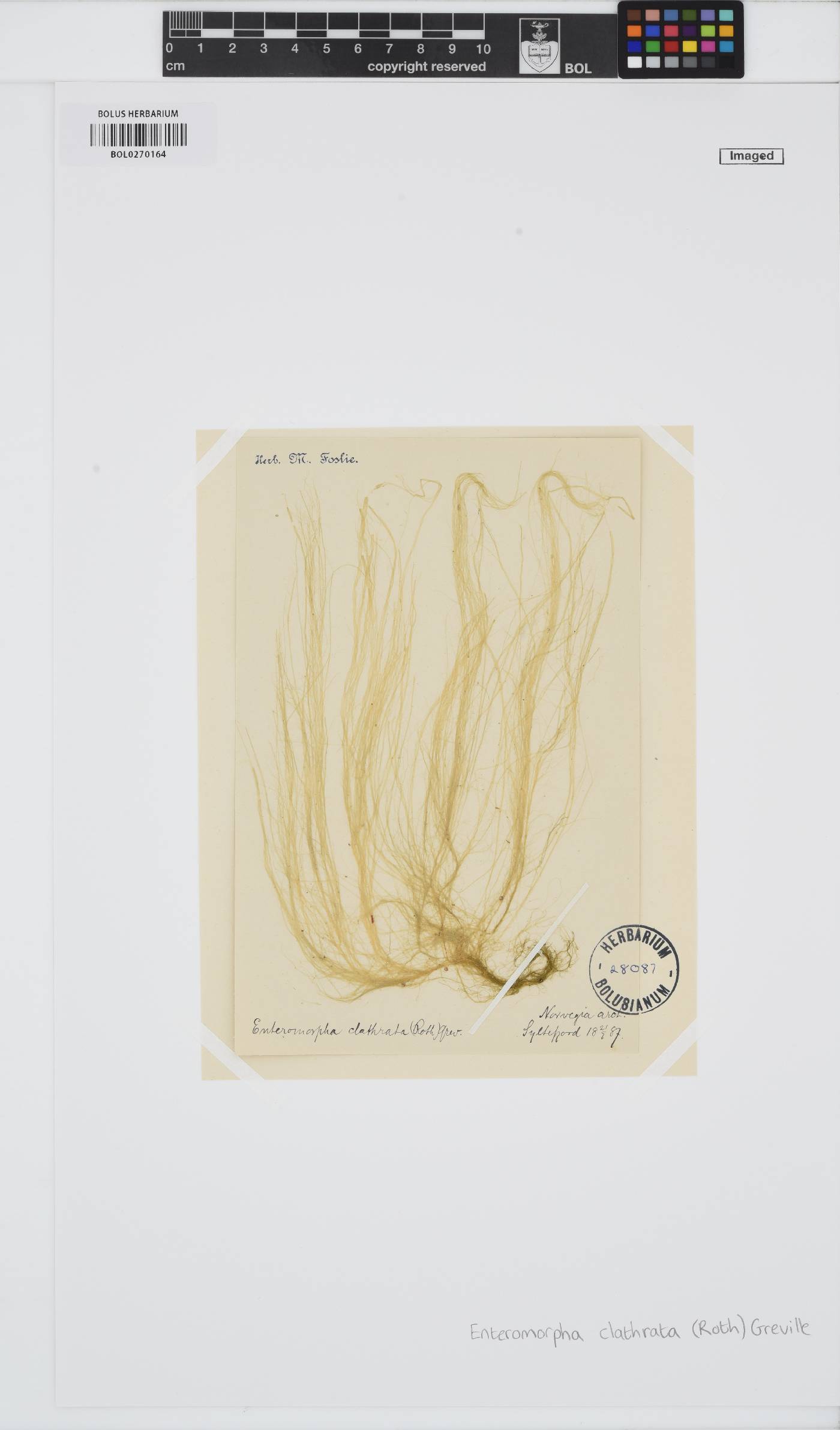 Ulva clathrata image