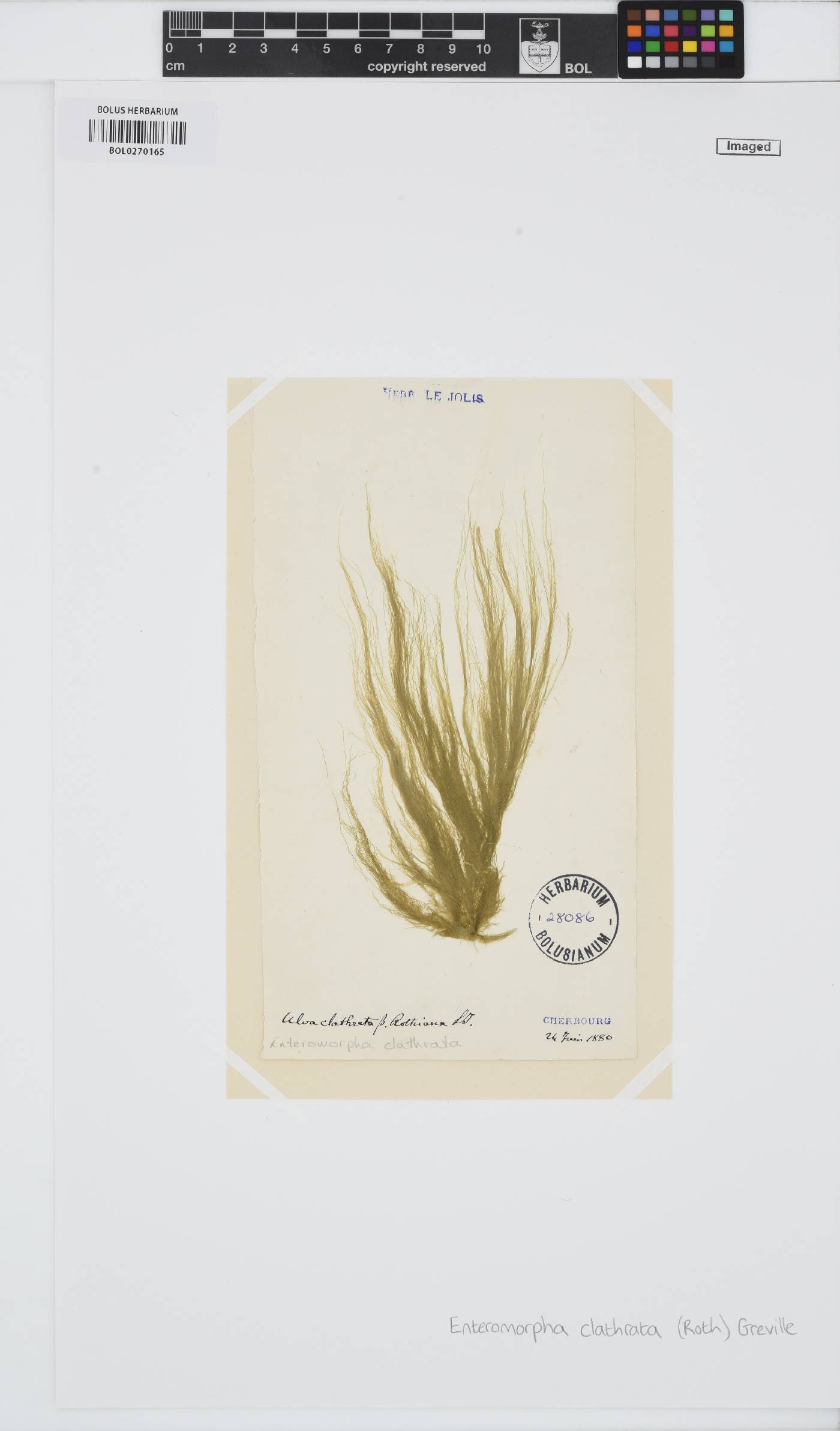 Ulva clathrata image