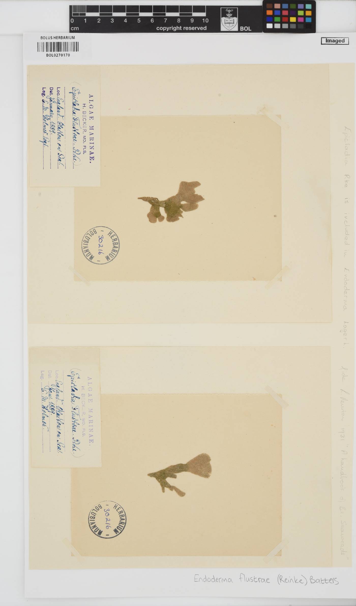 Epicladia flustrae image