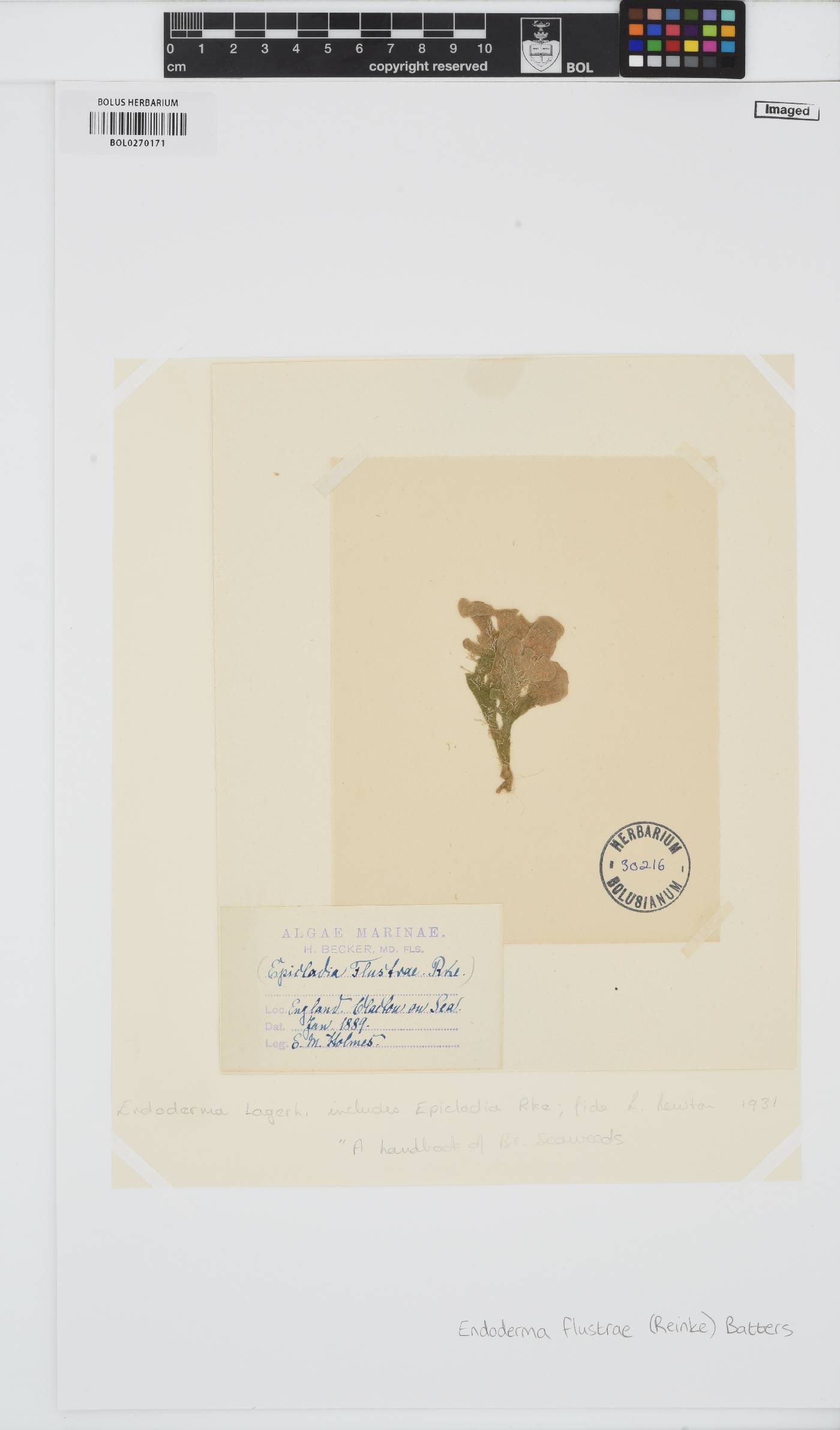 Epicladia image