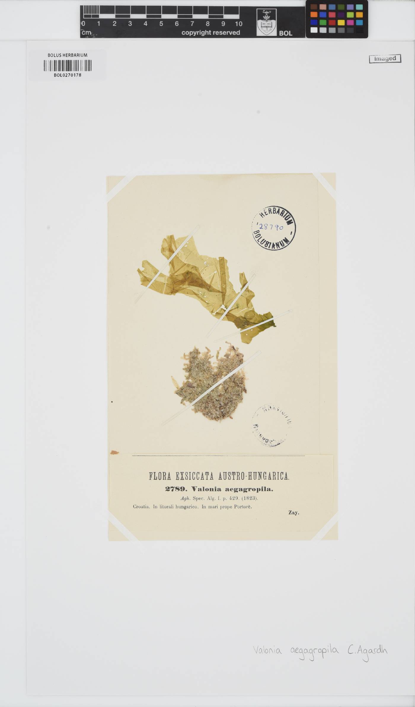 Valonia aegagropila image