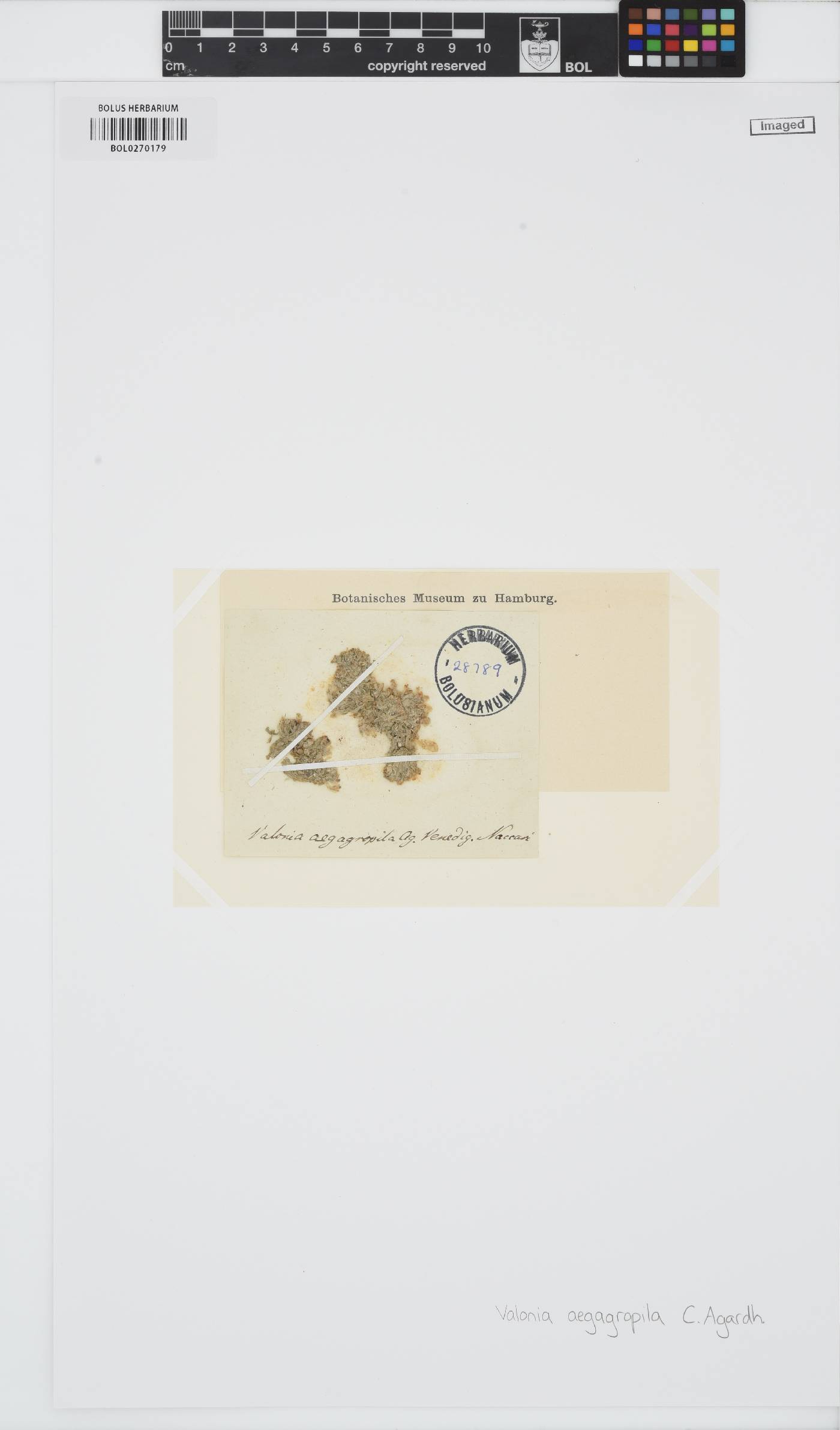 Valonia aegagropila image