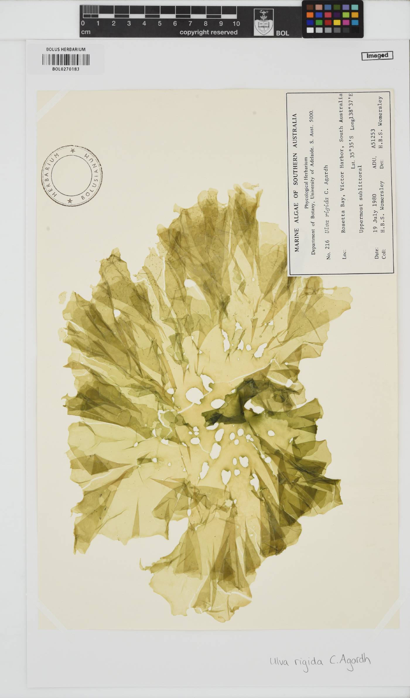 Ulva rigida image