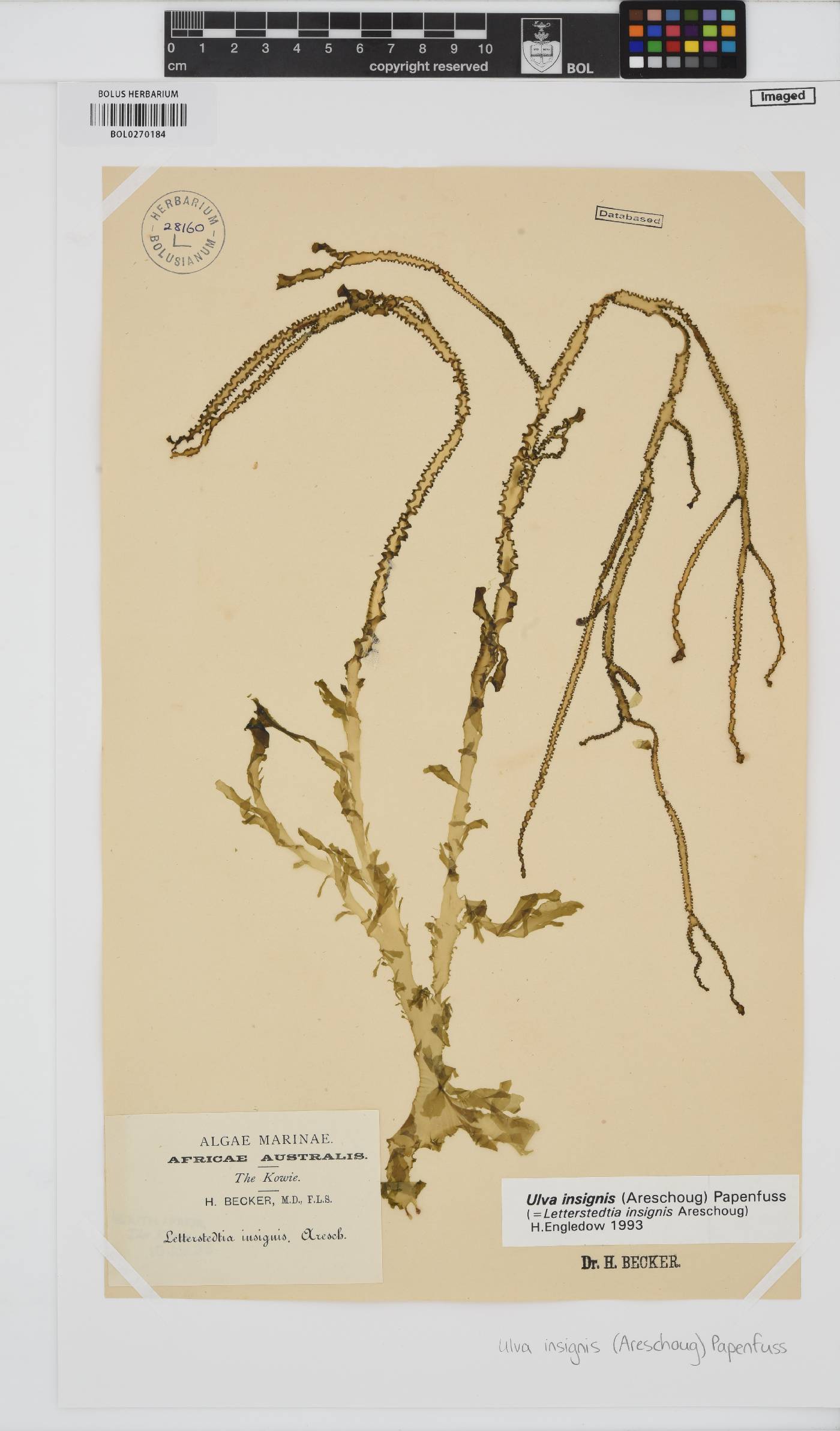 Letterstedtia insignis image
