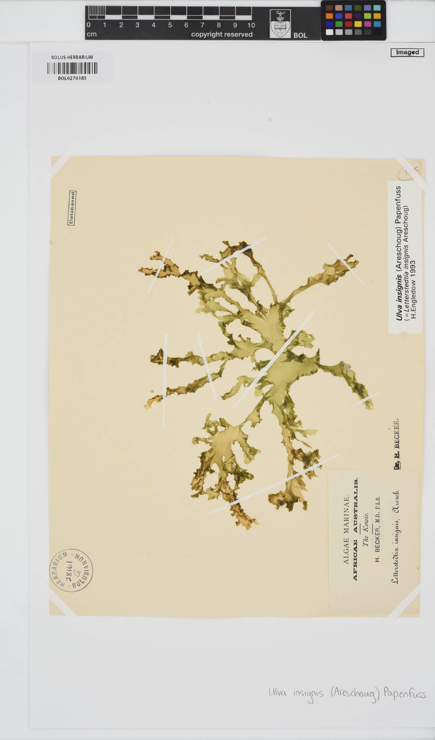 Letterstedtia insignis image
