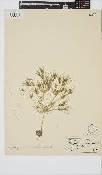 Tolypella prolifera image