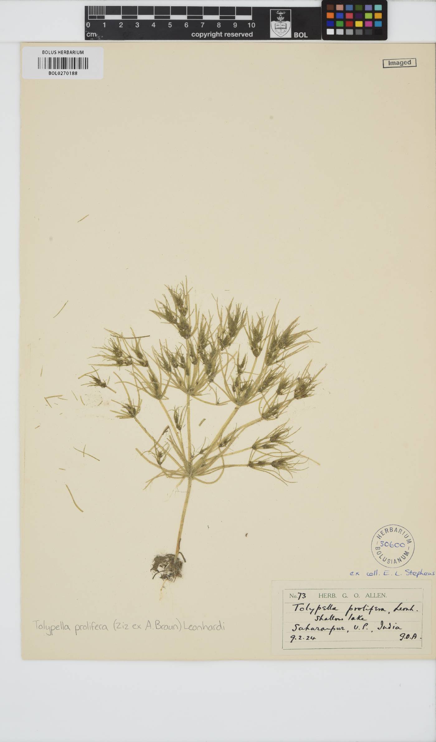 Tolypella image