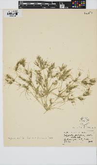 Tolypella prolifera image