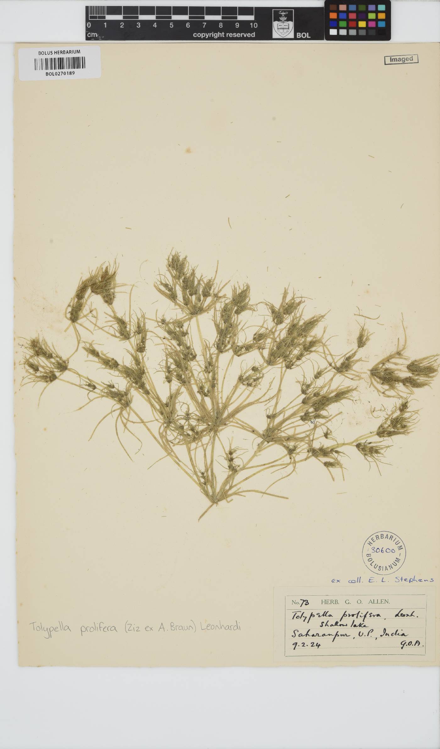 Tolypella prolifera image