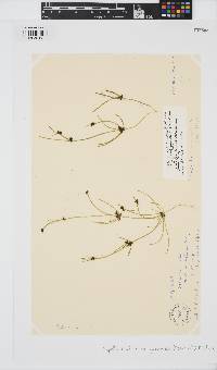 Tolypella glomerata image