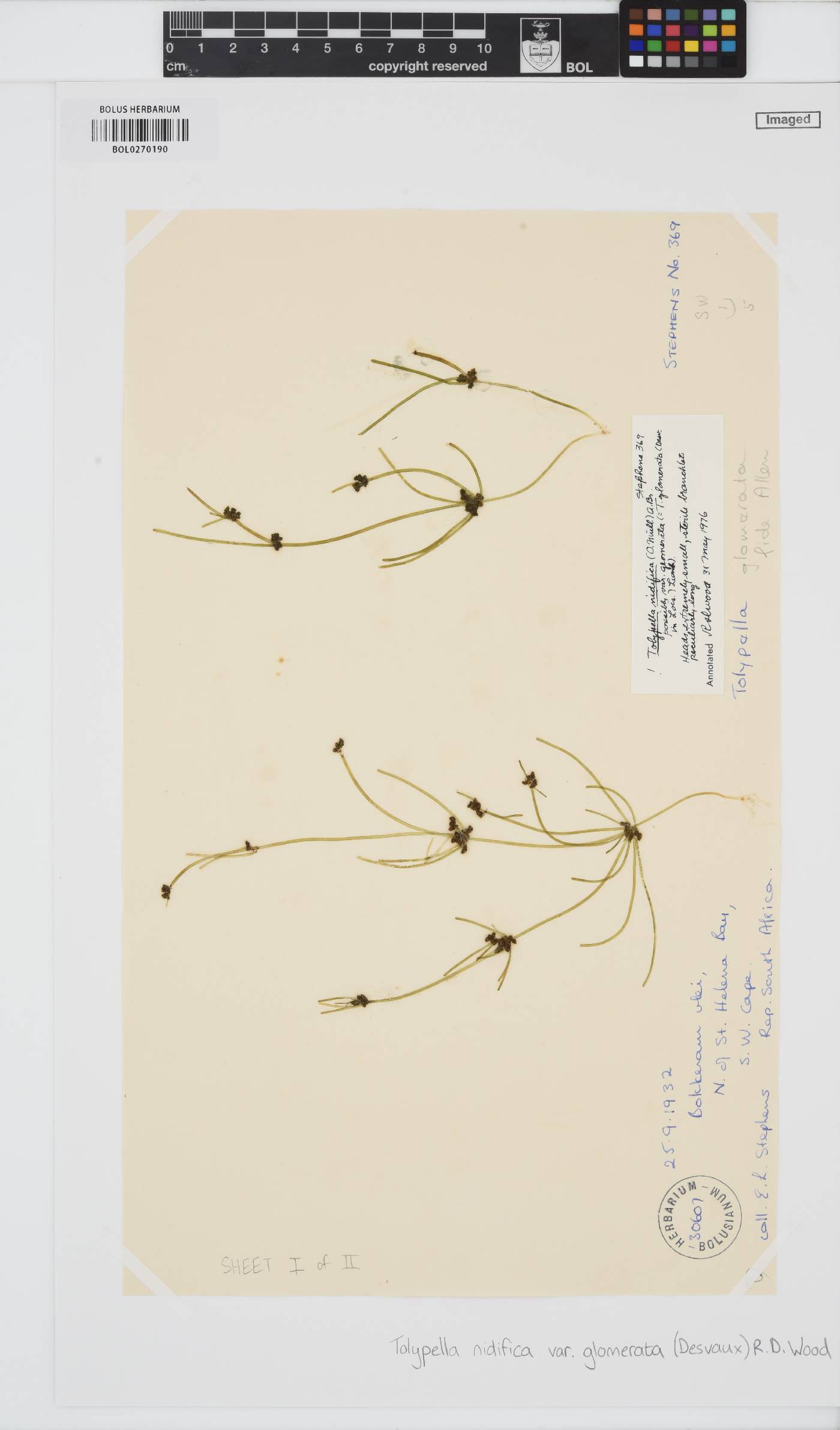 Tolypella glomerata image